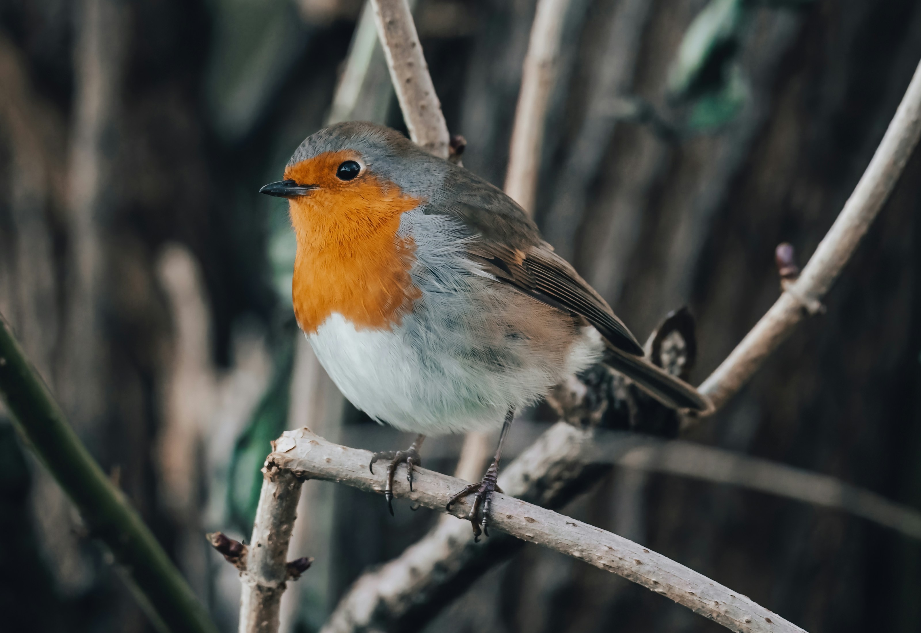 A European robin perched outdoors