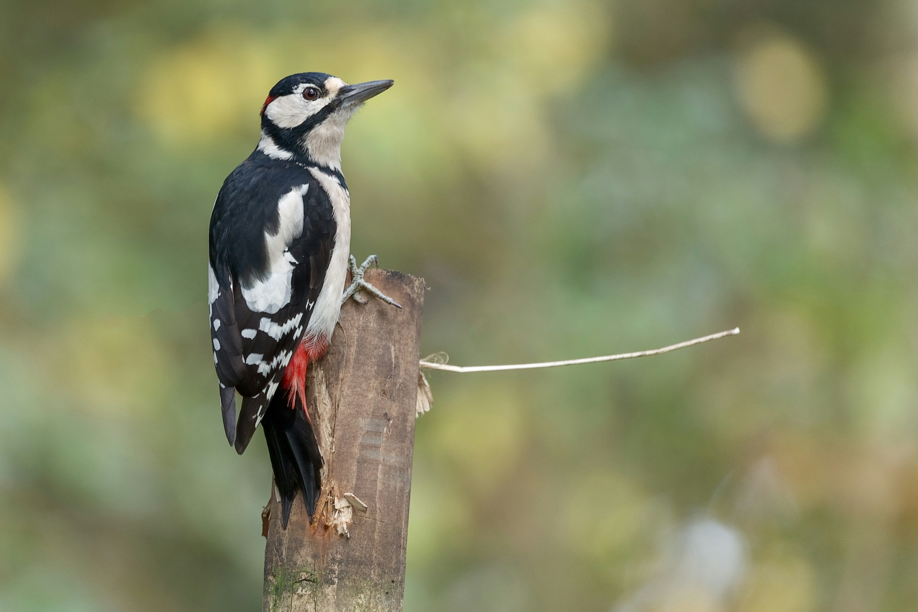 A great spotted woodpecker perched on a tree