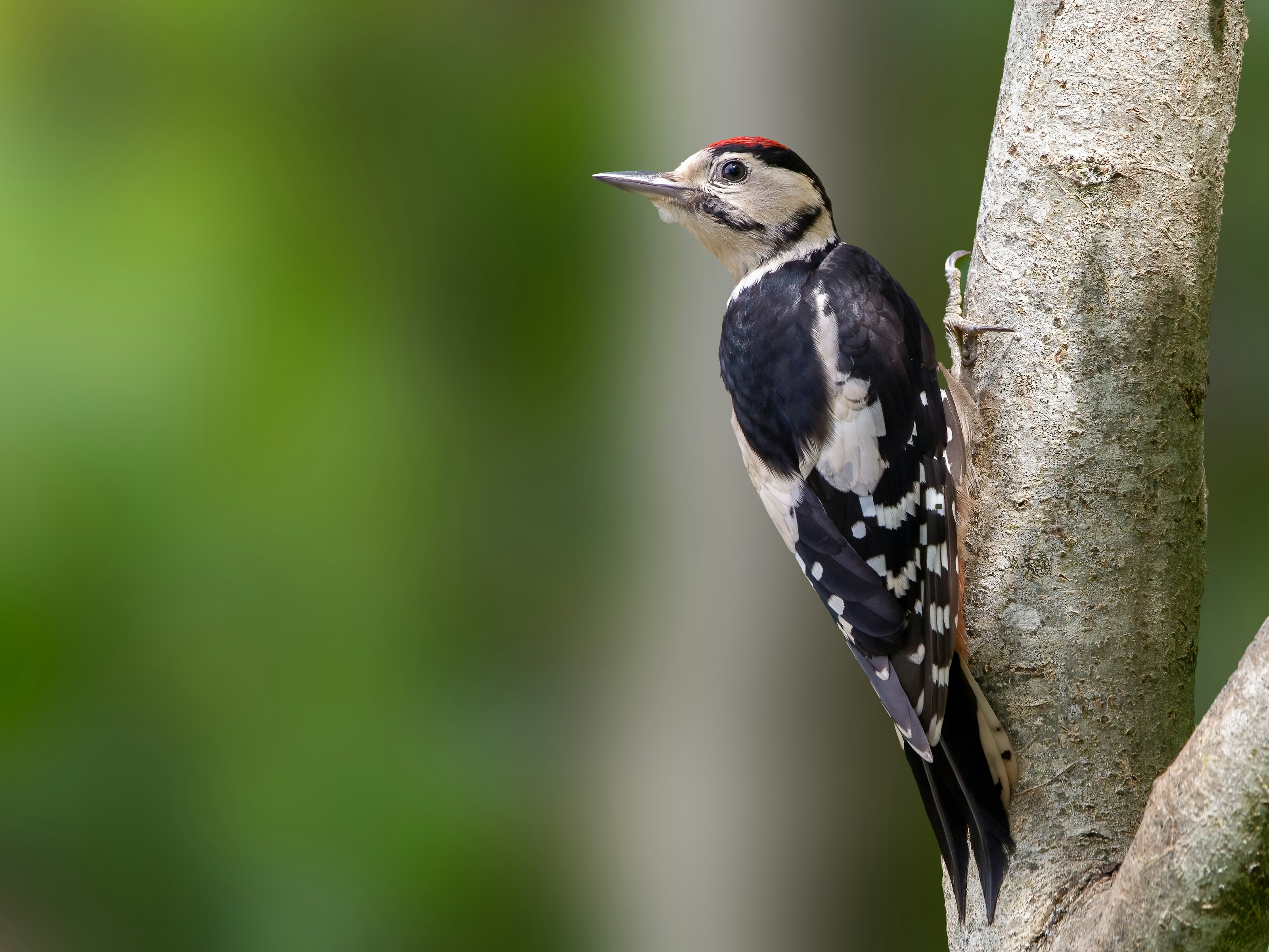 A great spotted woodpecker perched on a tree