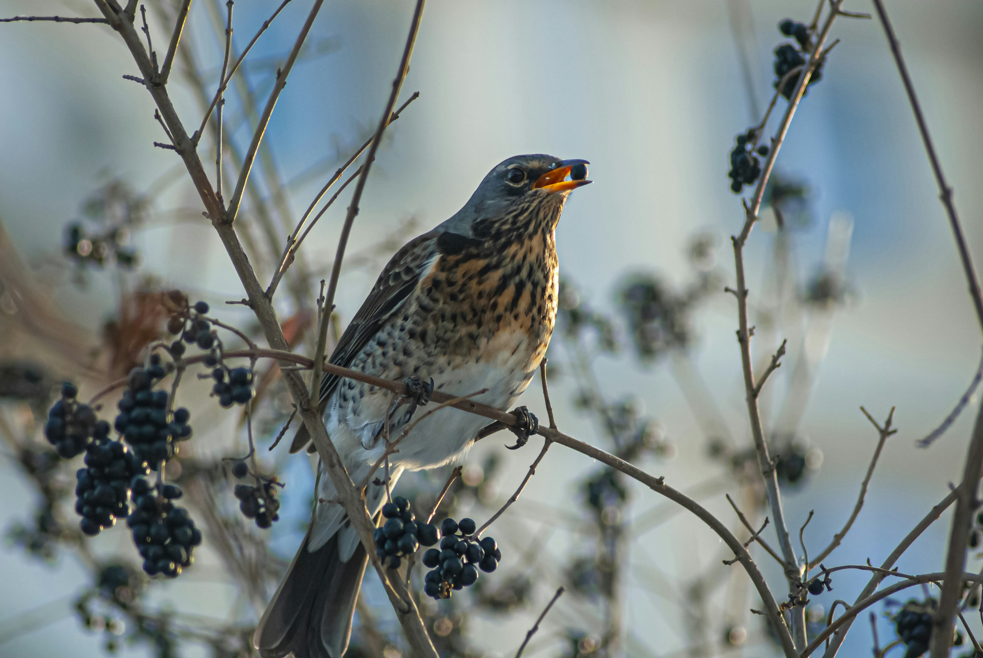 A fieldfare among berry-bearing branches