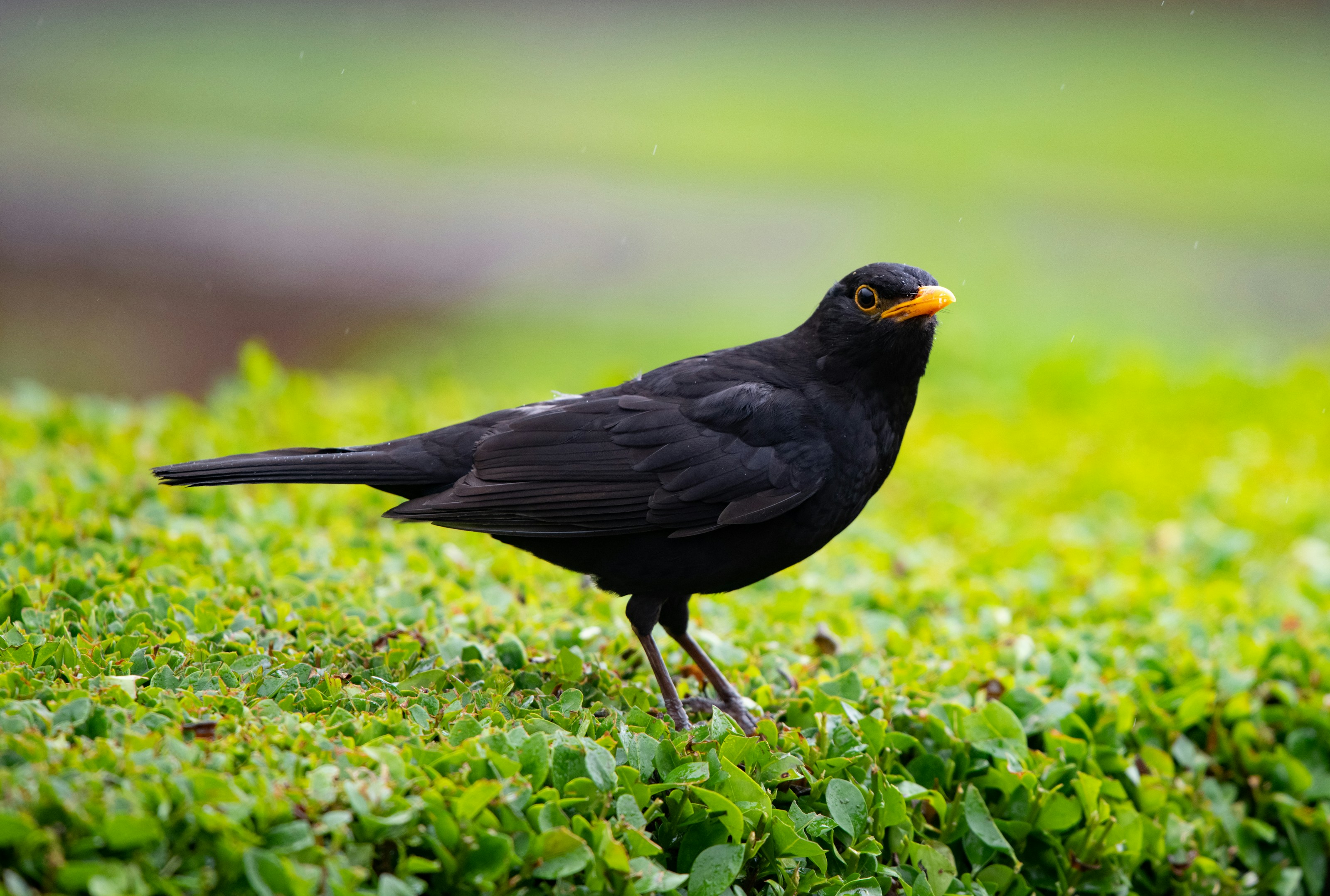 A common blackbird perched outdoors