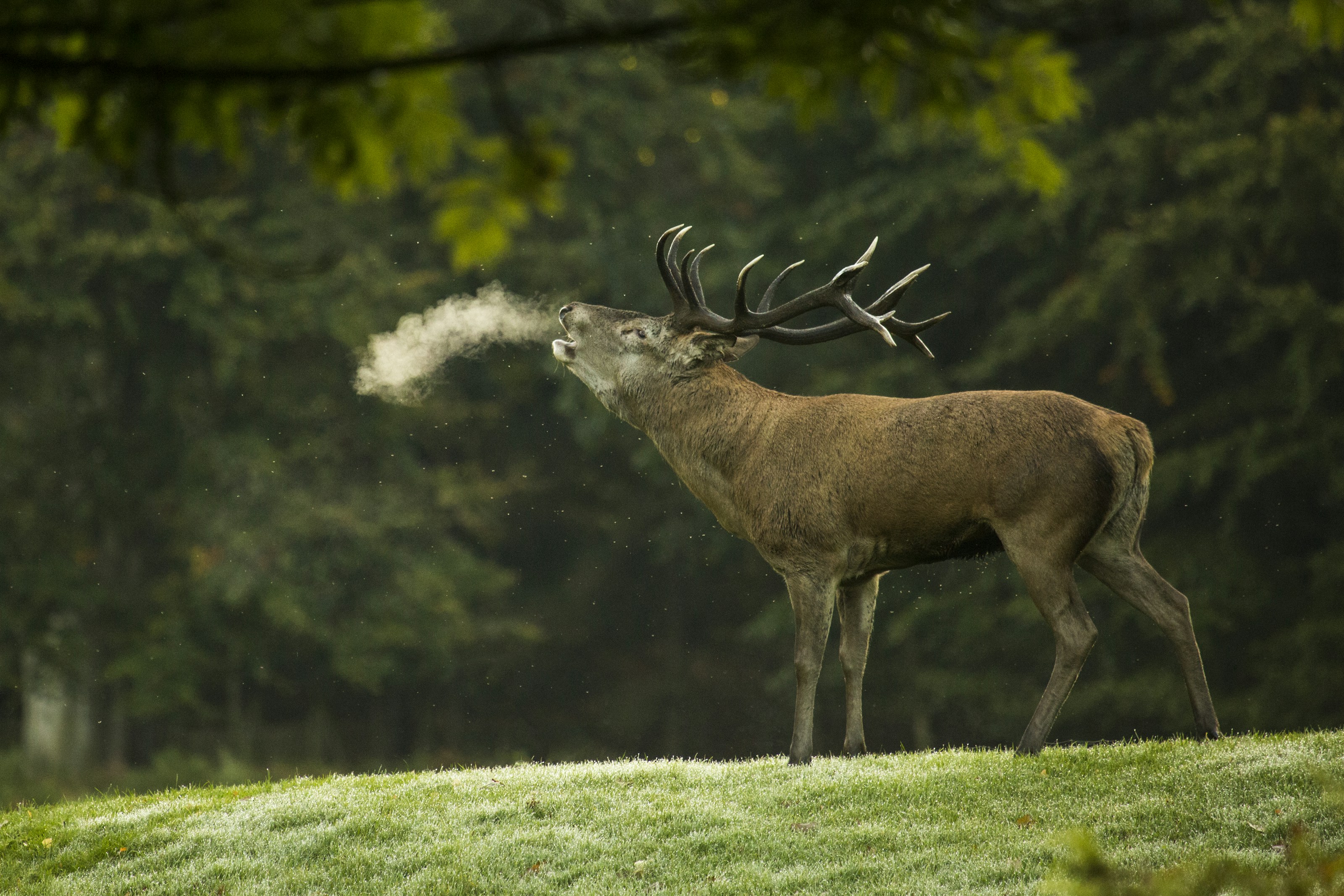 A red deer stag