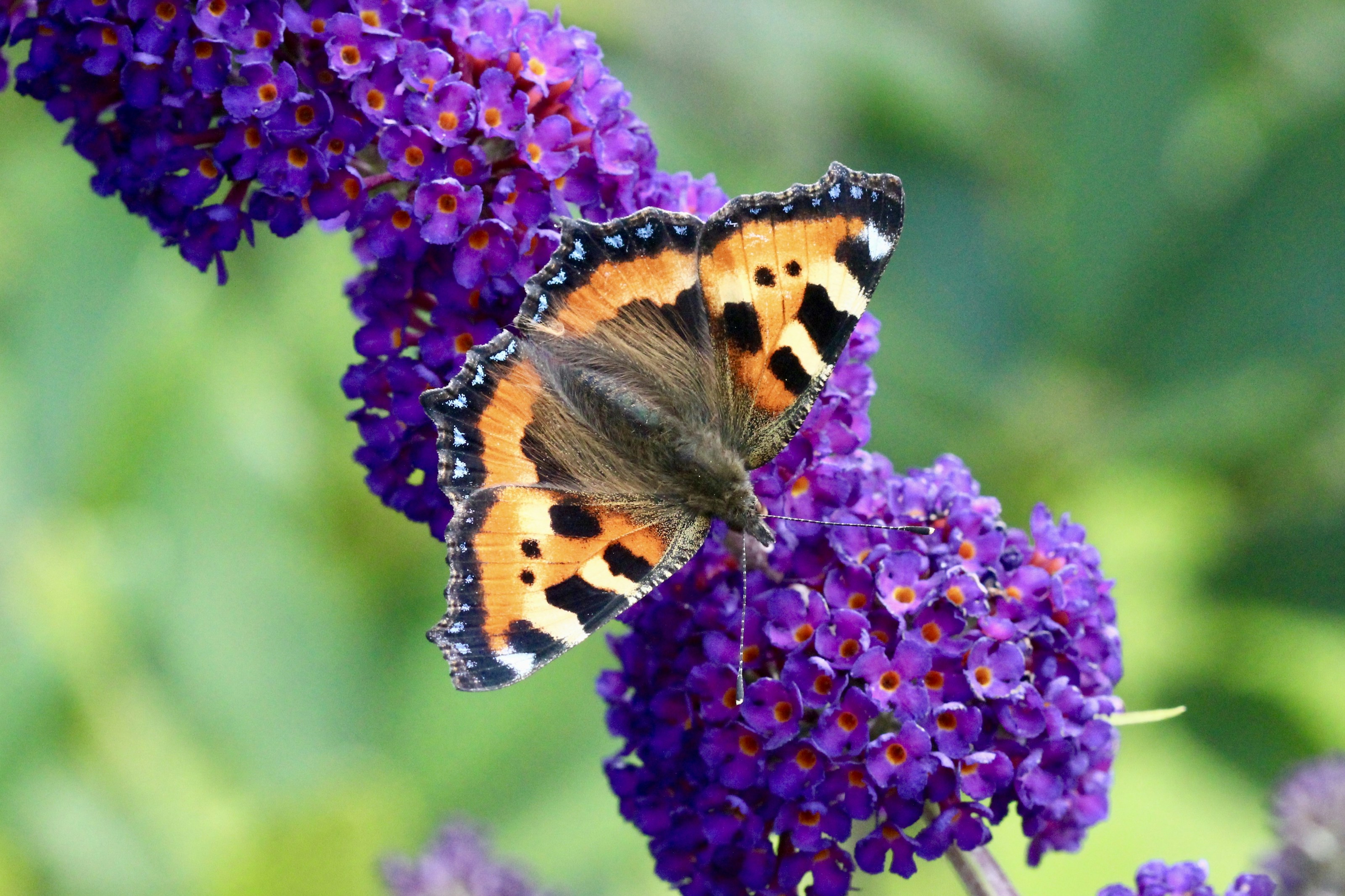 A small tortoiseshell butterfly