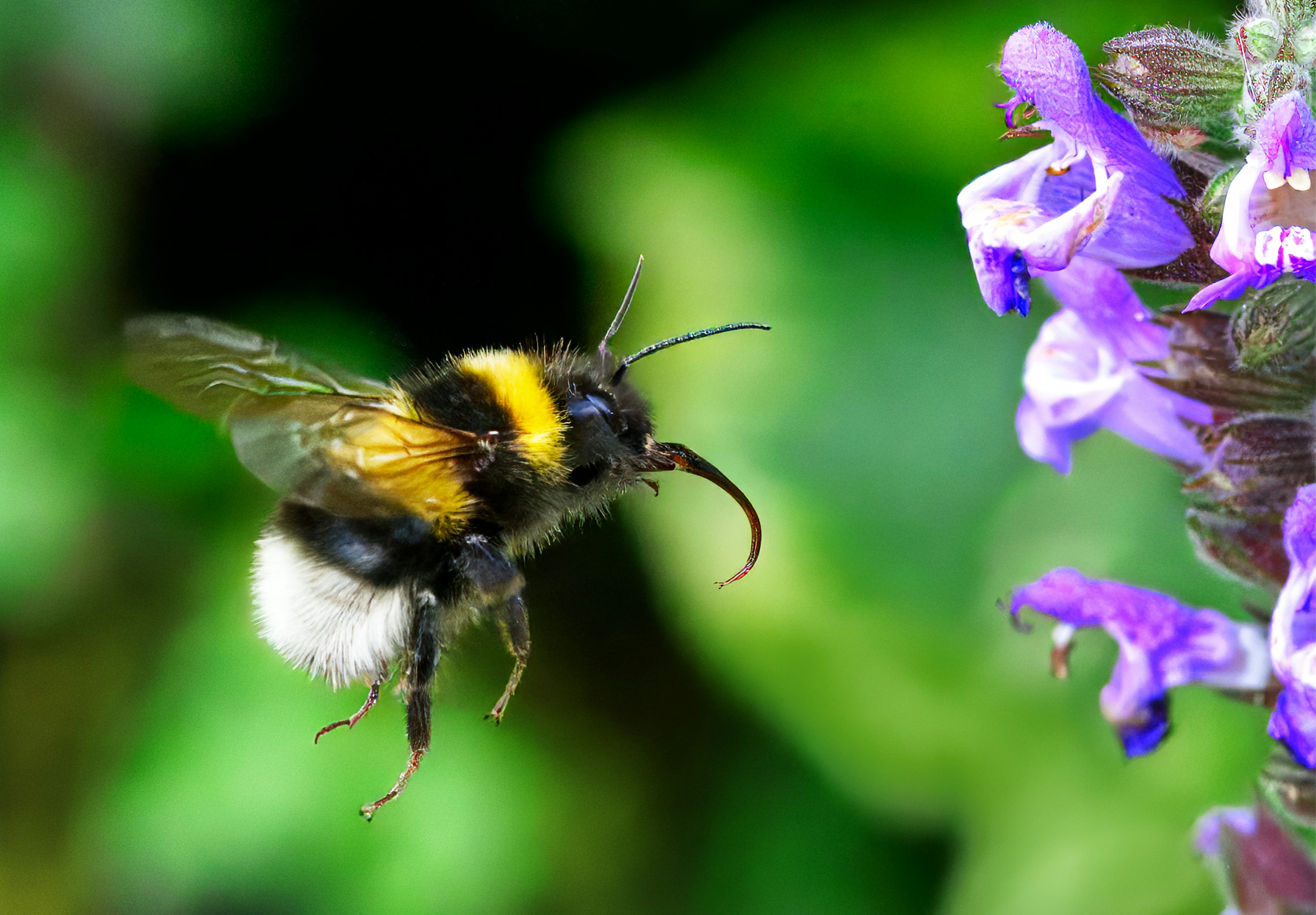 A bee visiting a flower