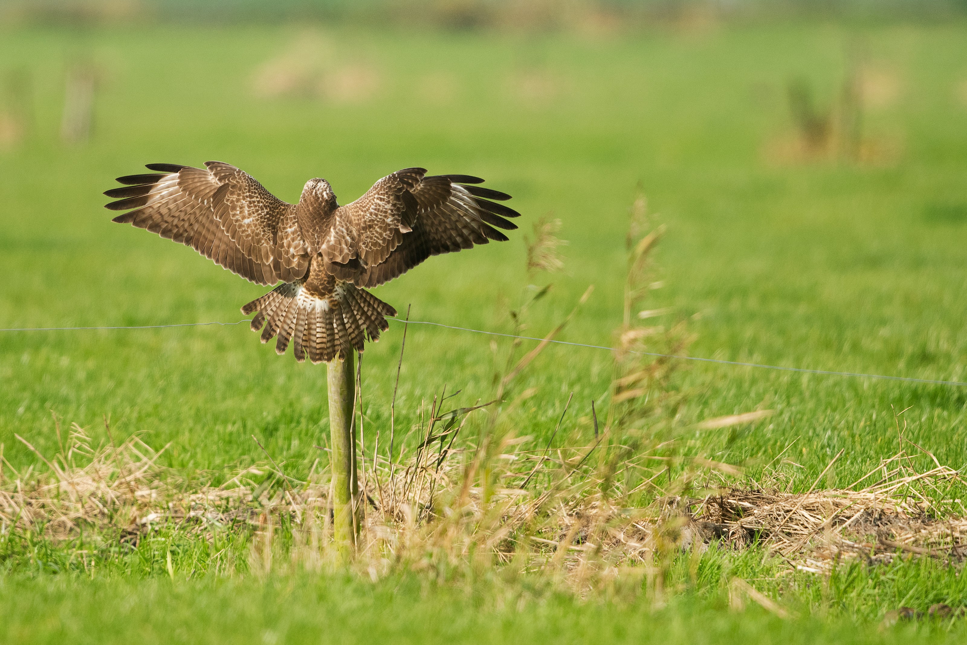 A common buzzard with wings spread
