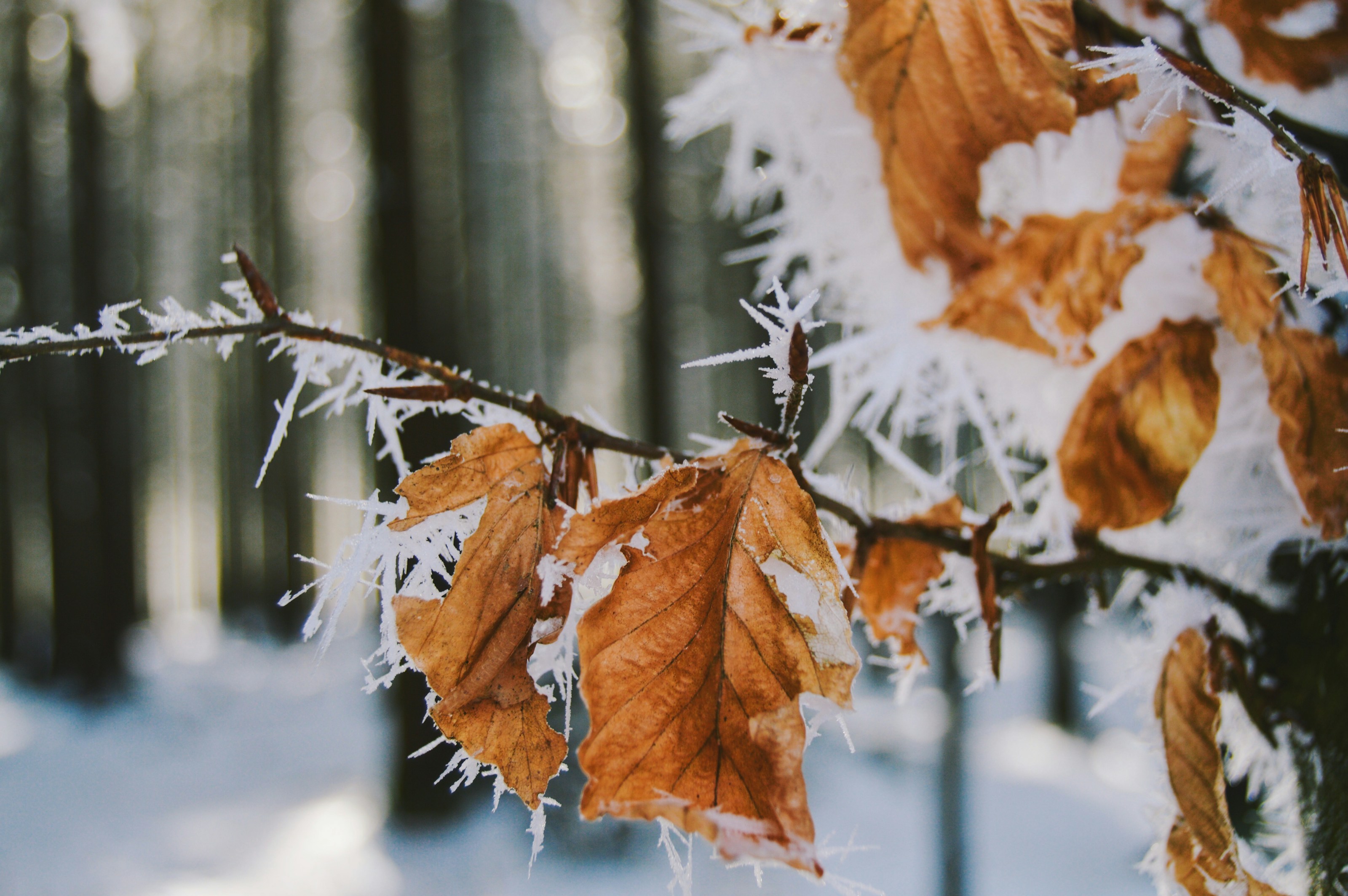 Frost on fallen leaves