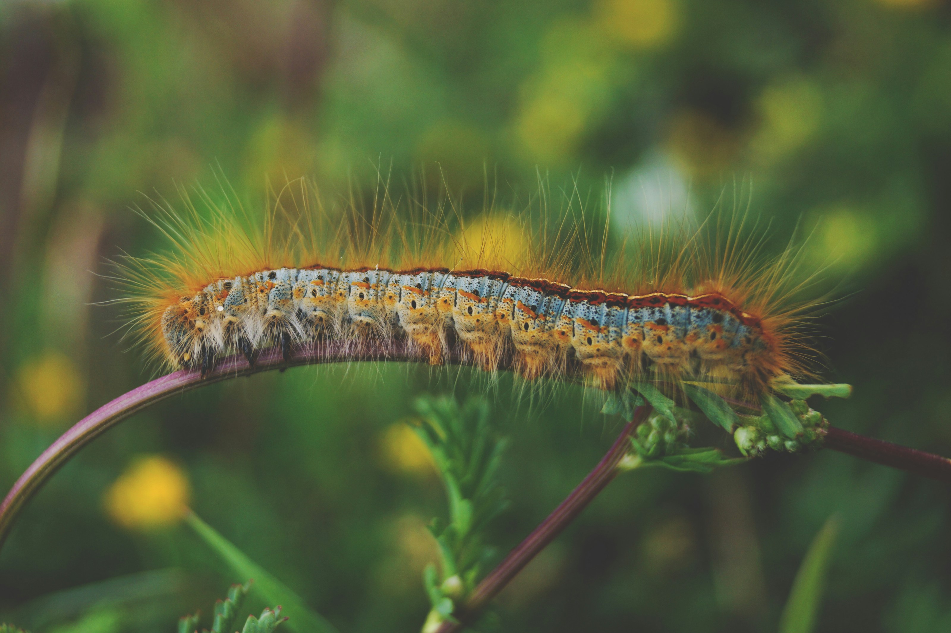 A hairy moth caterpillar on vegetation