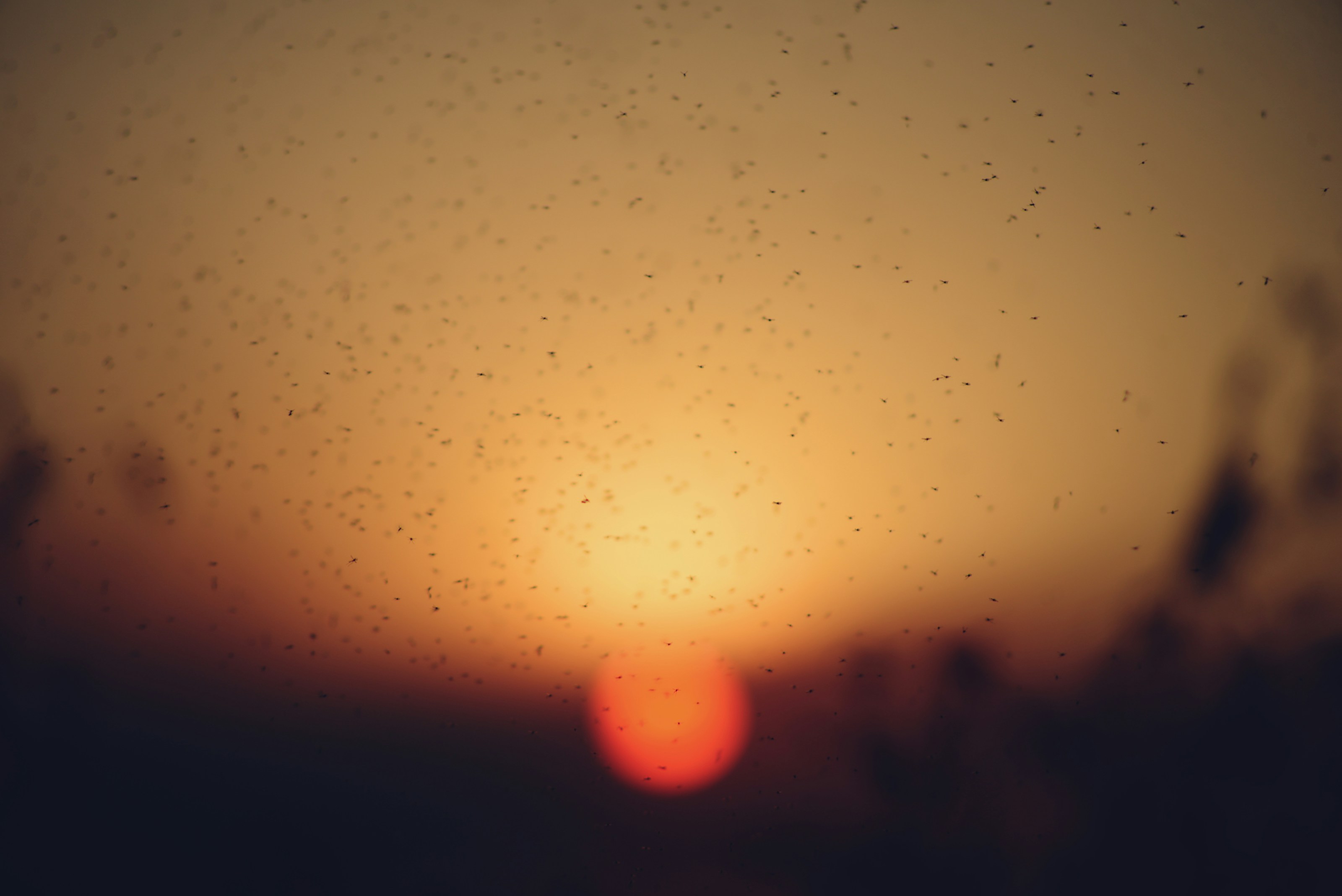 Small flying insects in the evening light