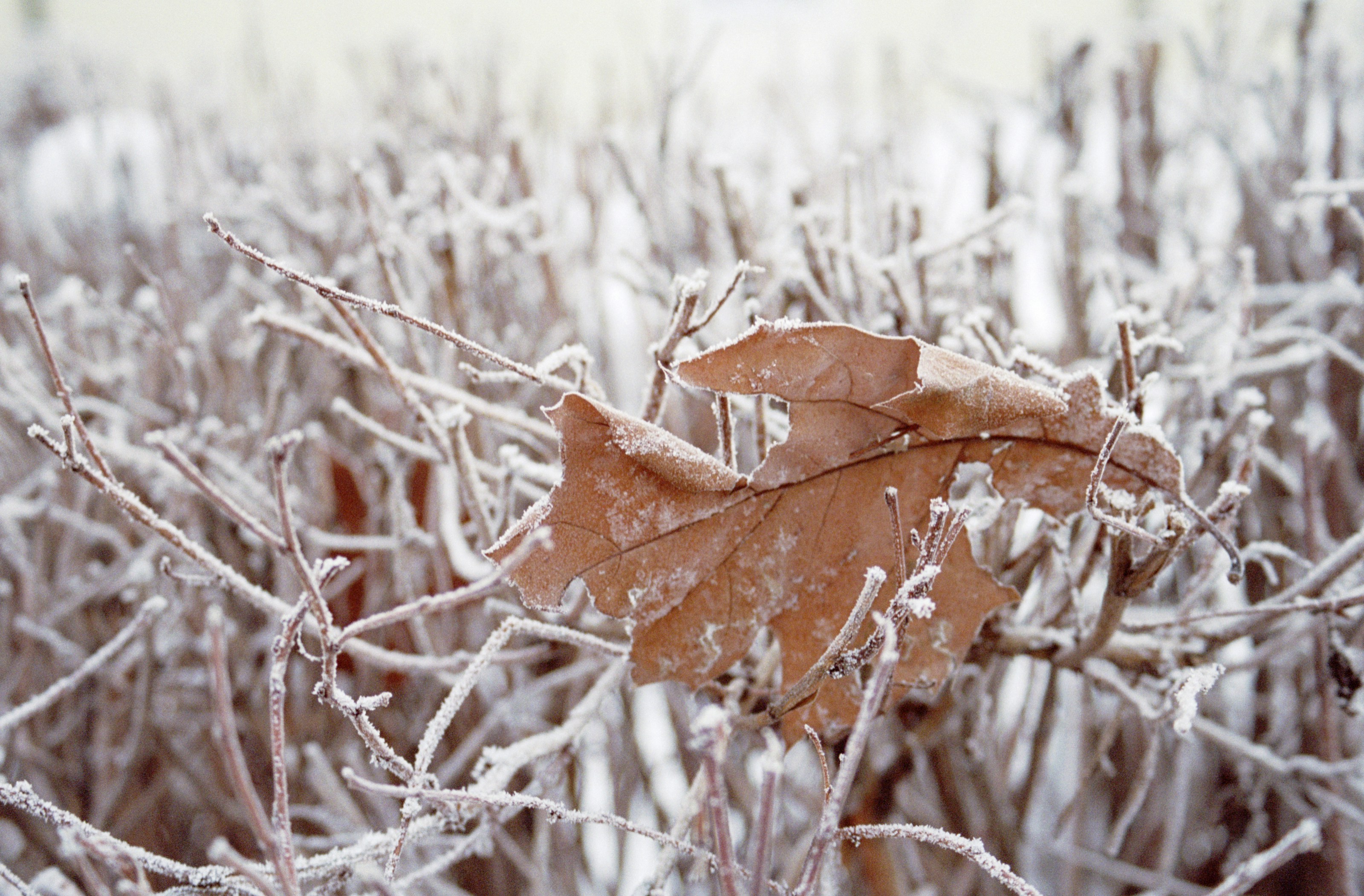 Frost on fallen leaves