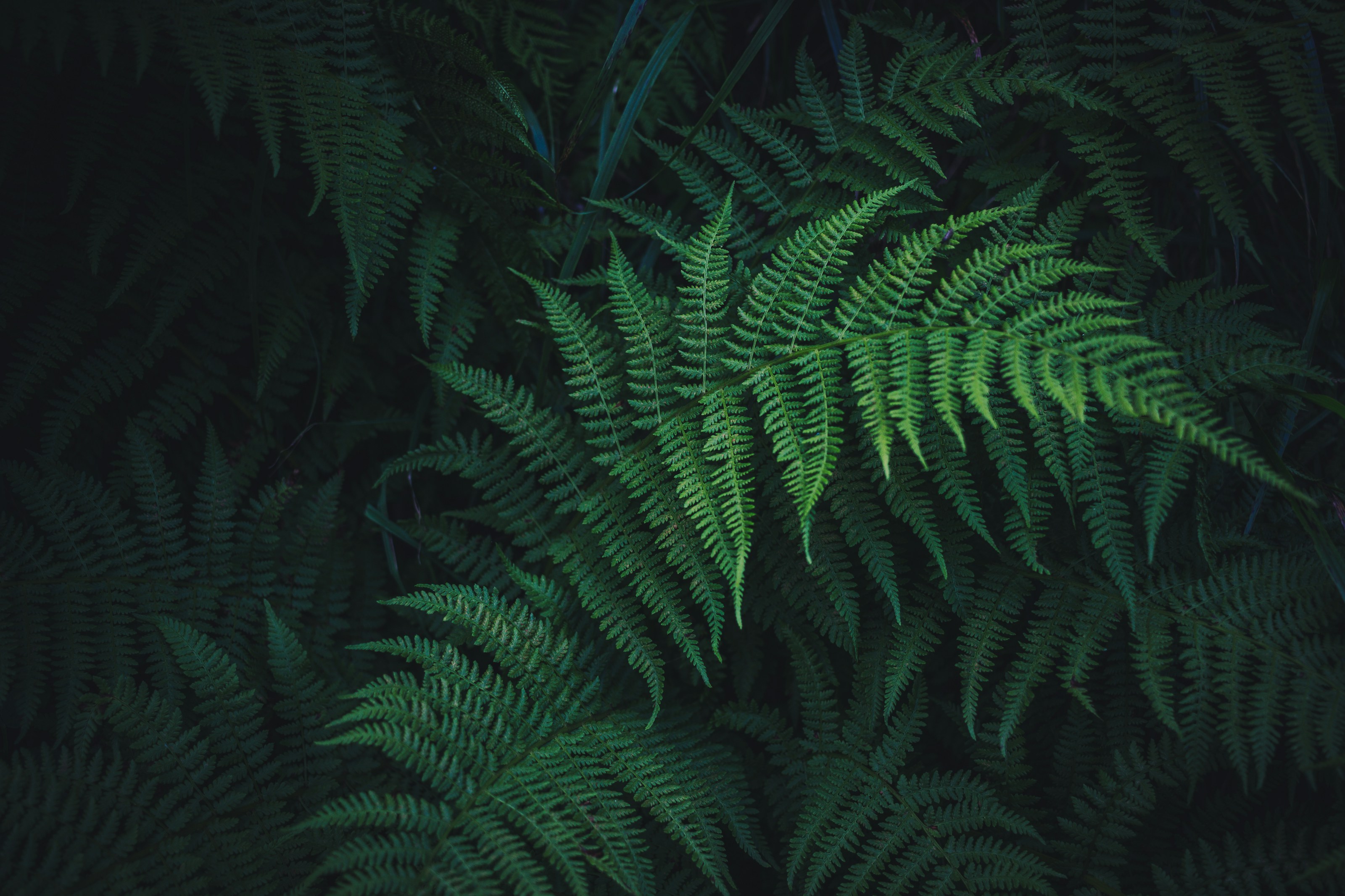 Green fern fronds