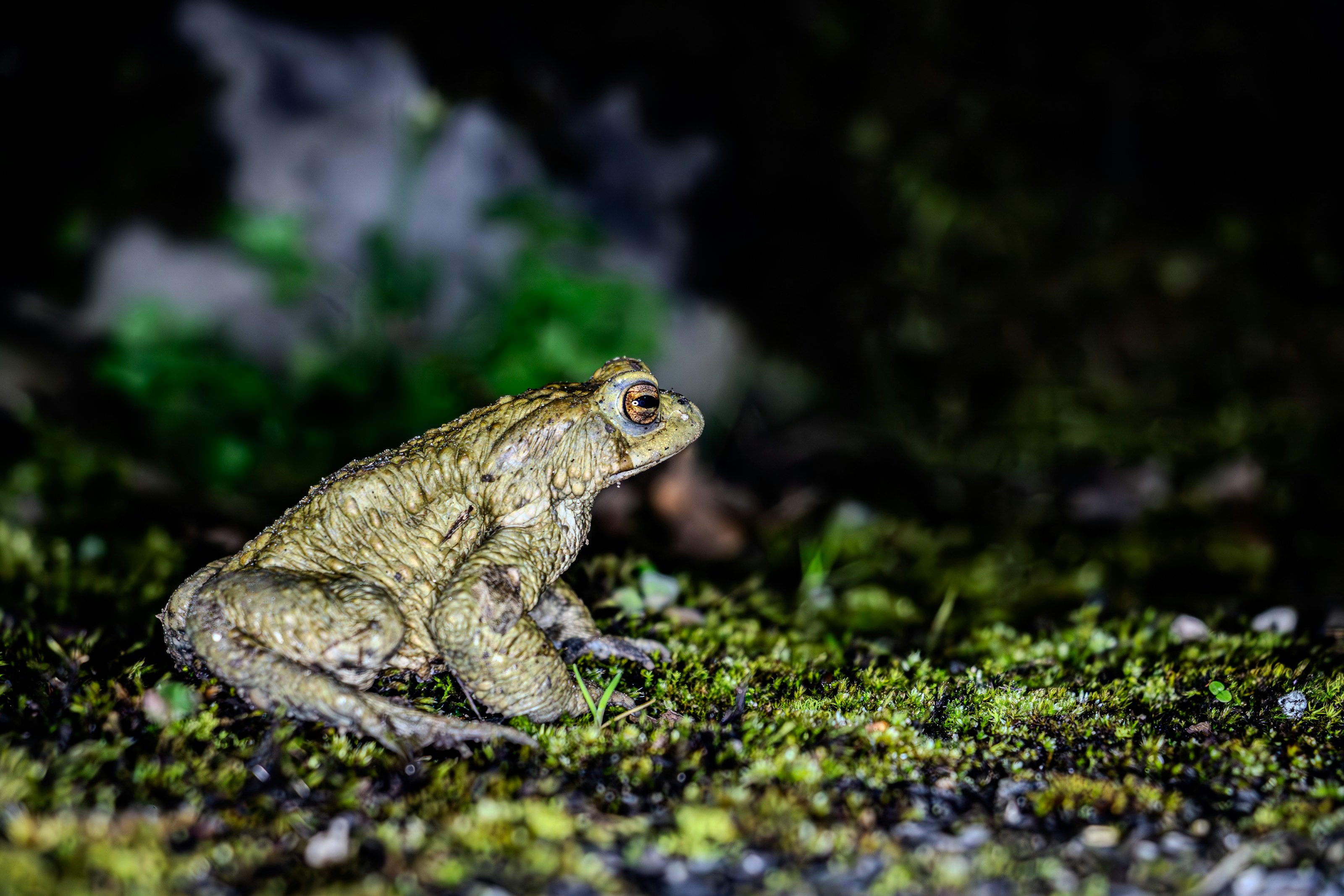 A common toad on moss