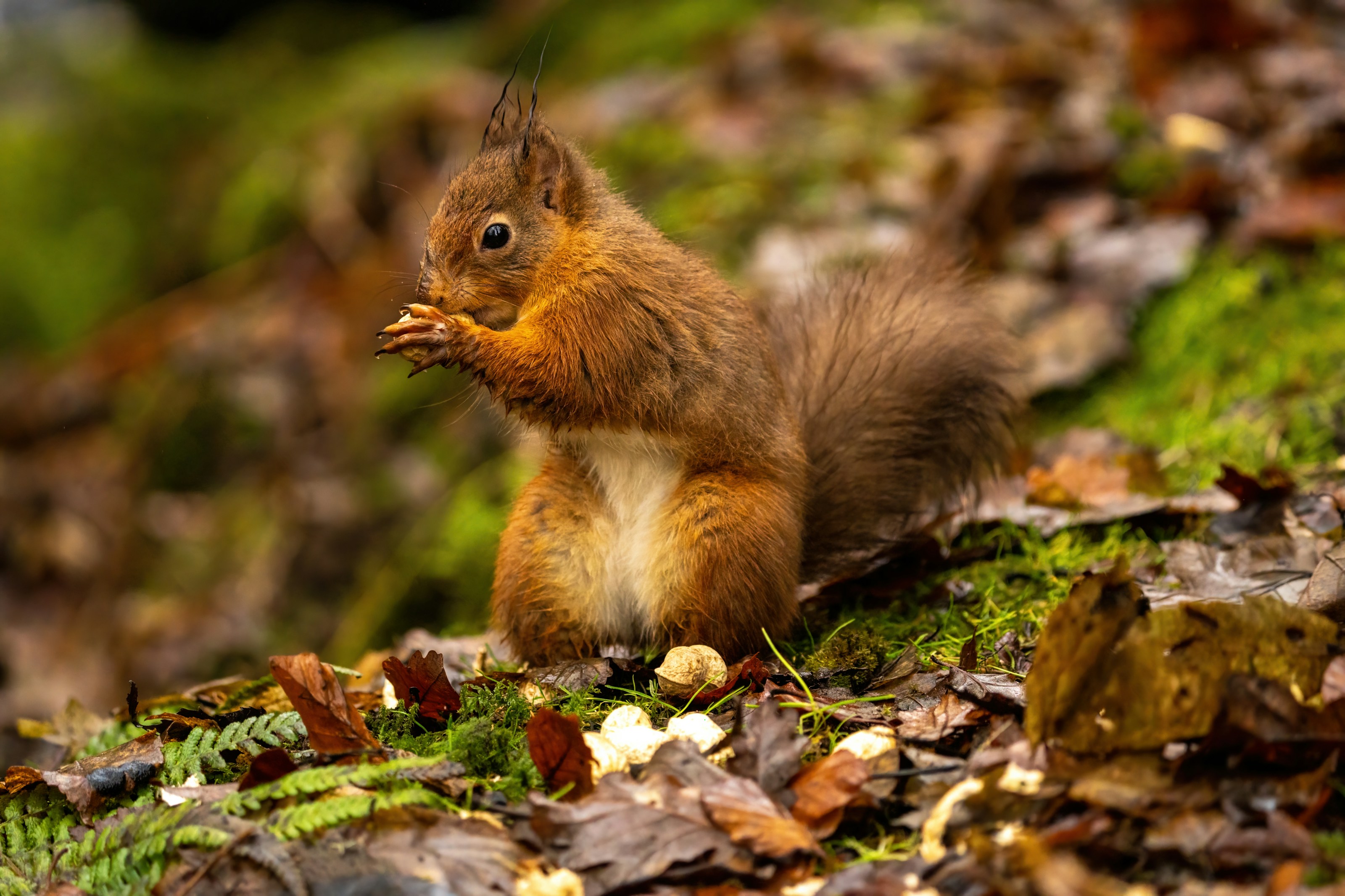 A red squirrel in woodland