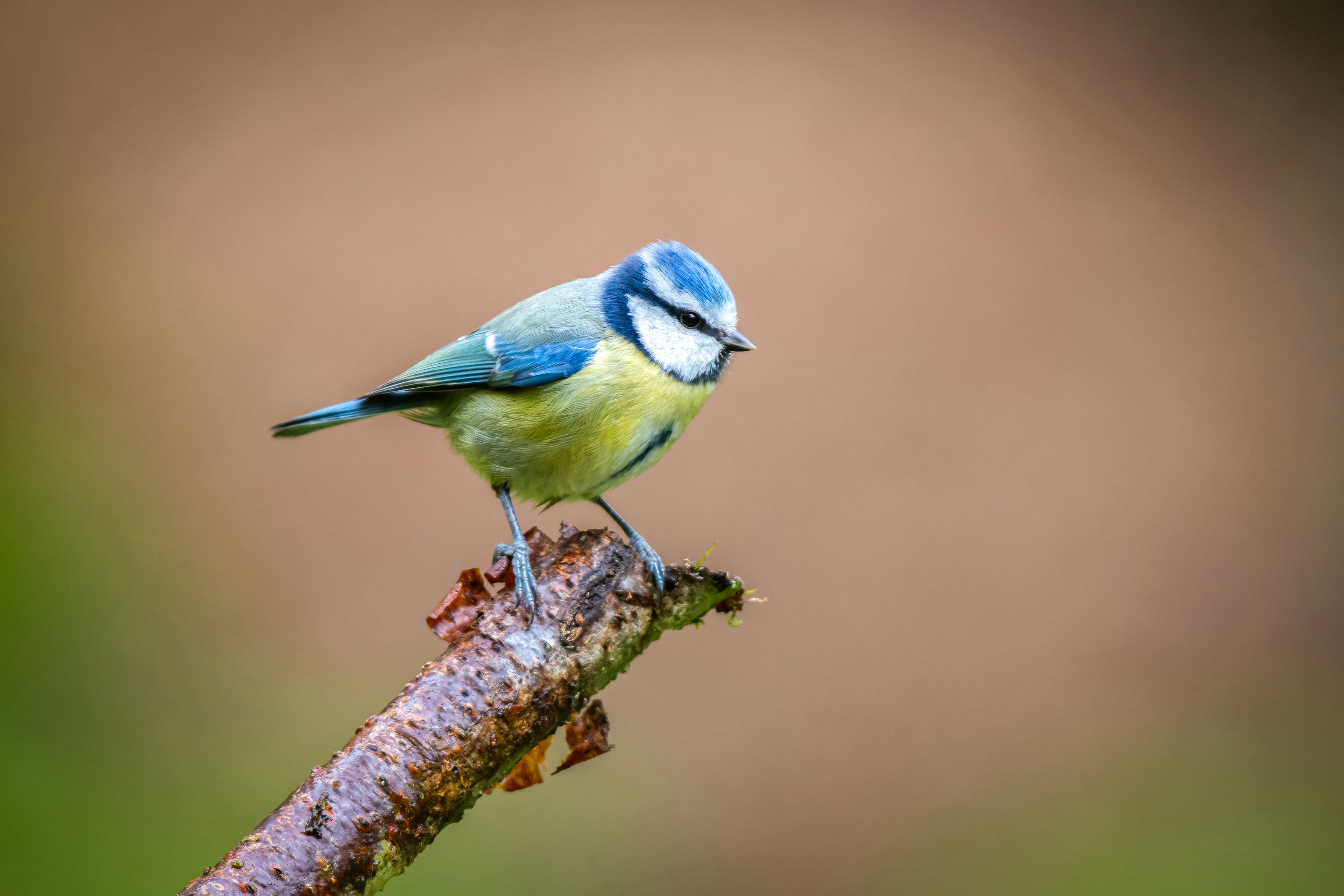 A blue tit perched on a branch