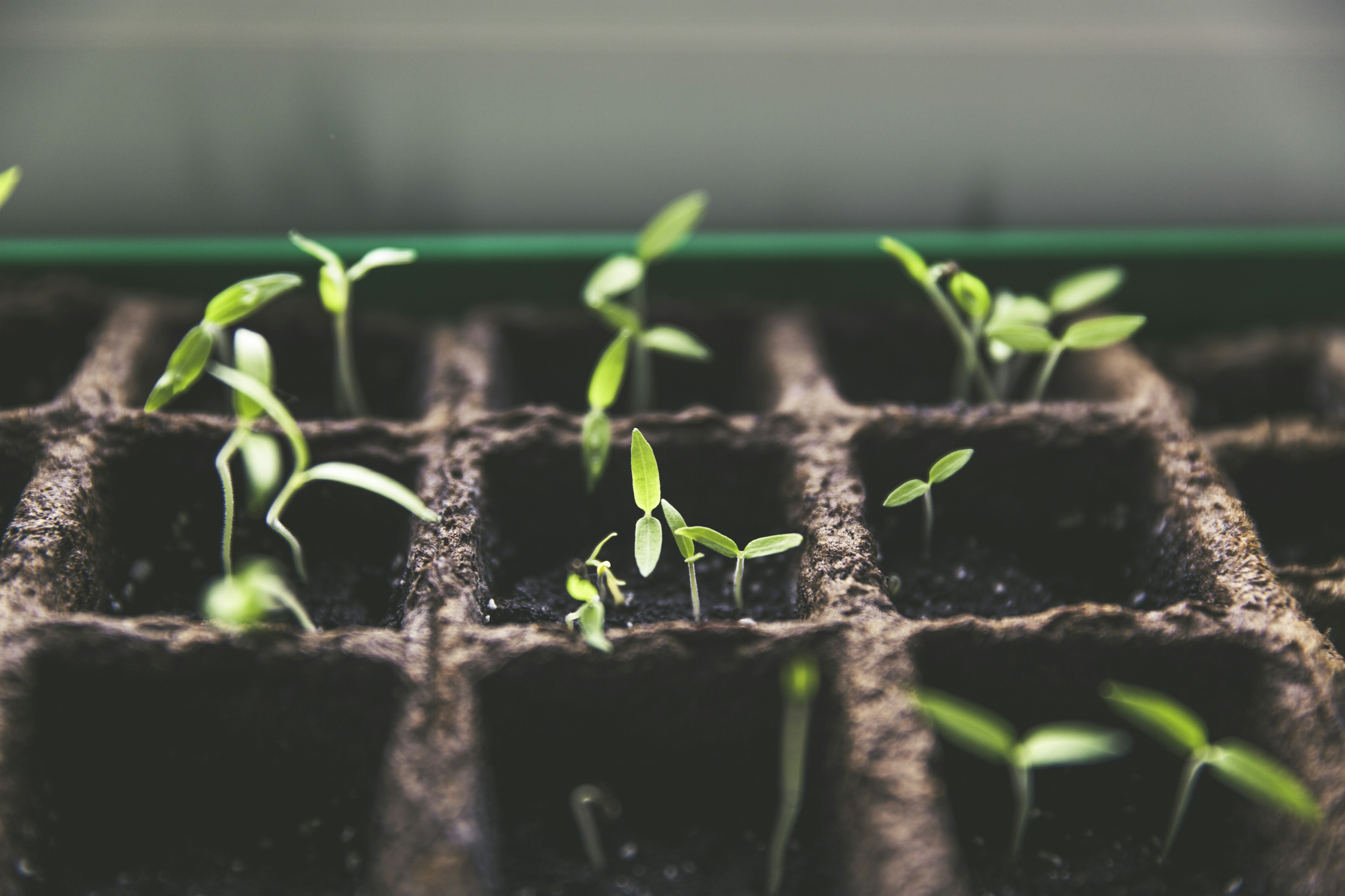 Young seedlings beginning to grow