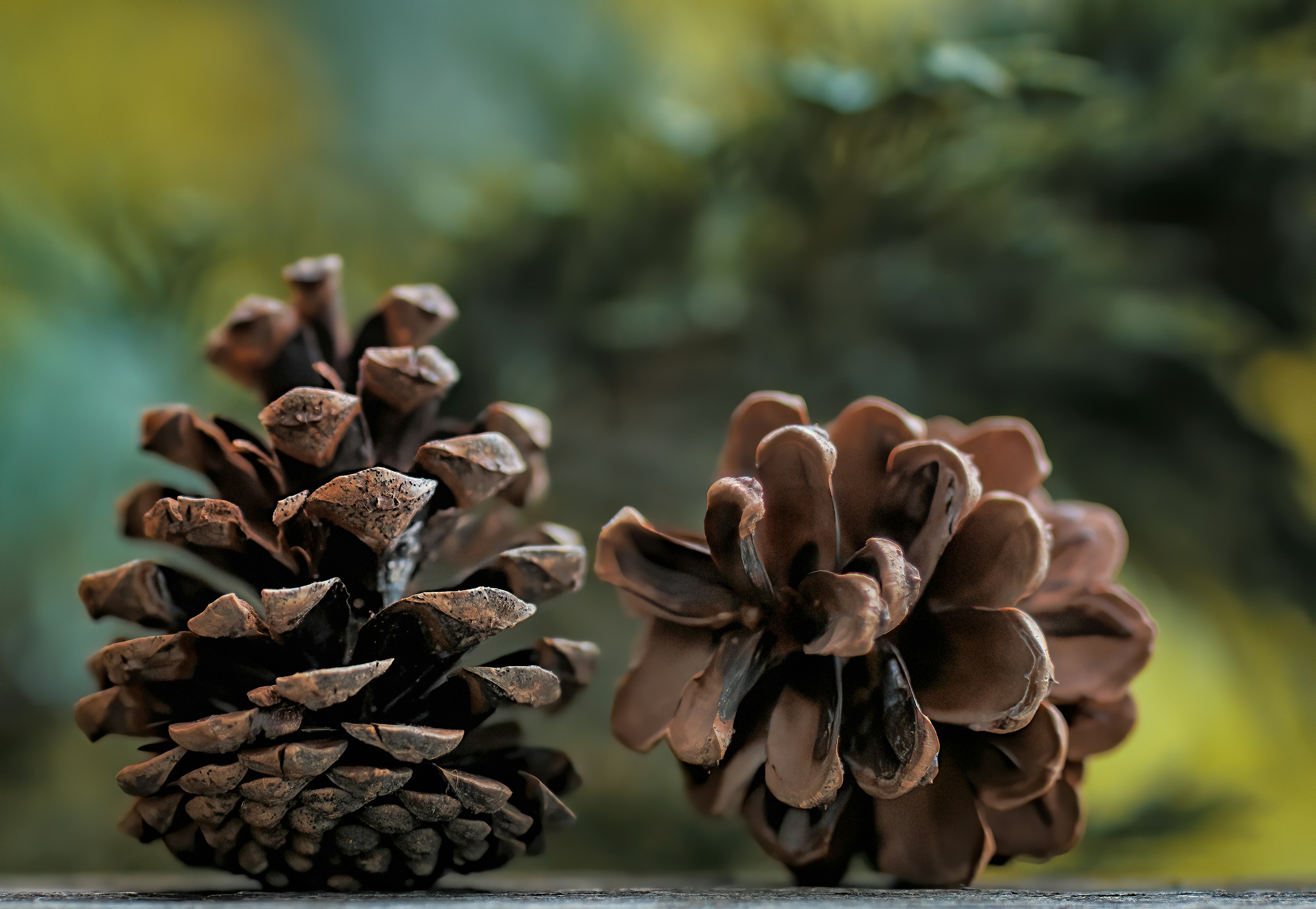 Pine cones on a natural surface