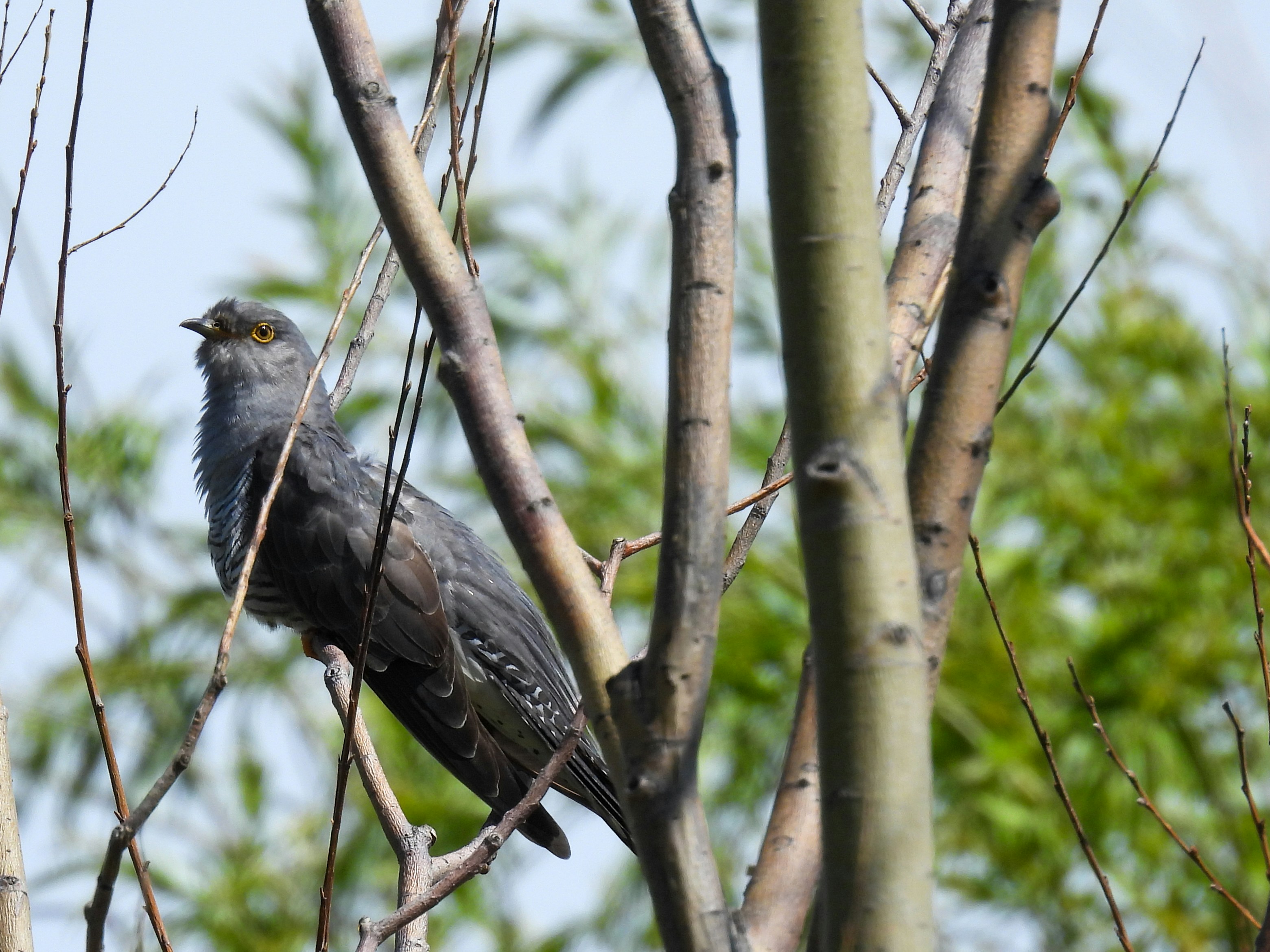 A cuckoo perched on a branch