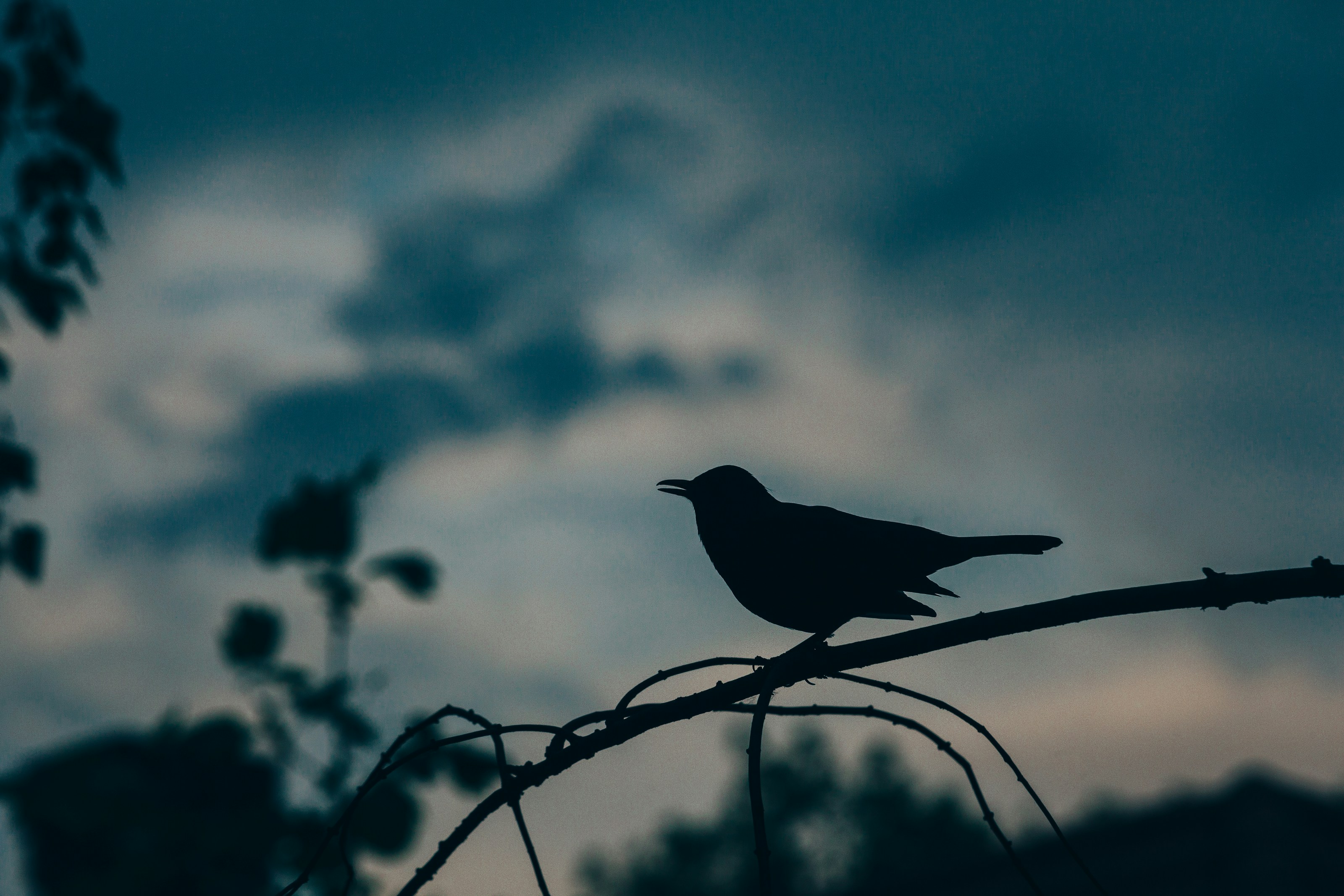 A common blackbird perched outdoors