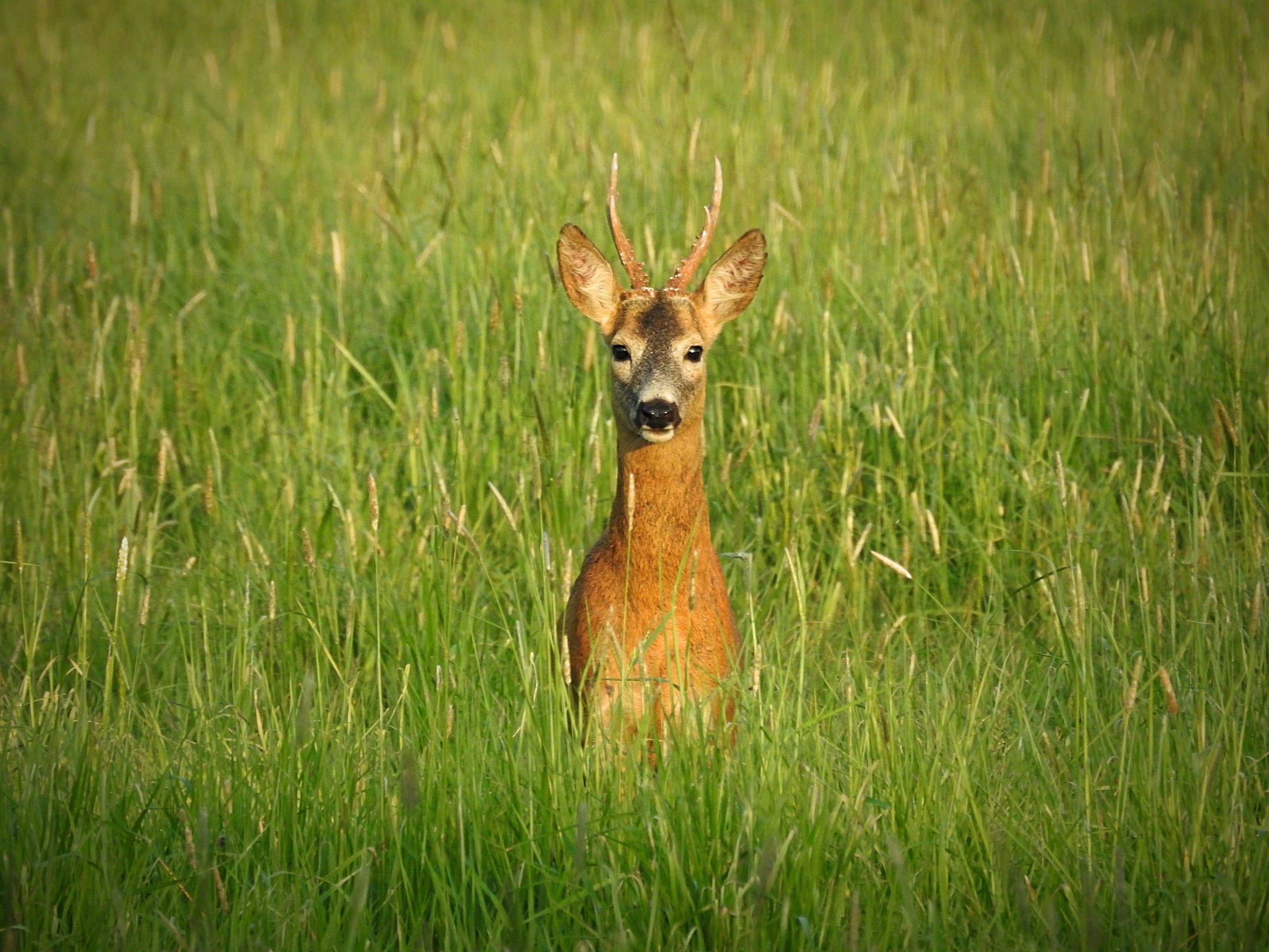 A roe deer in its habitat