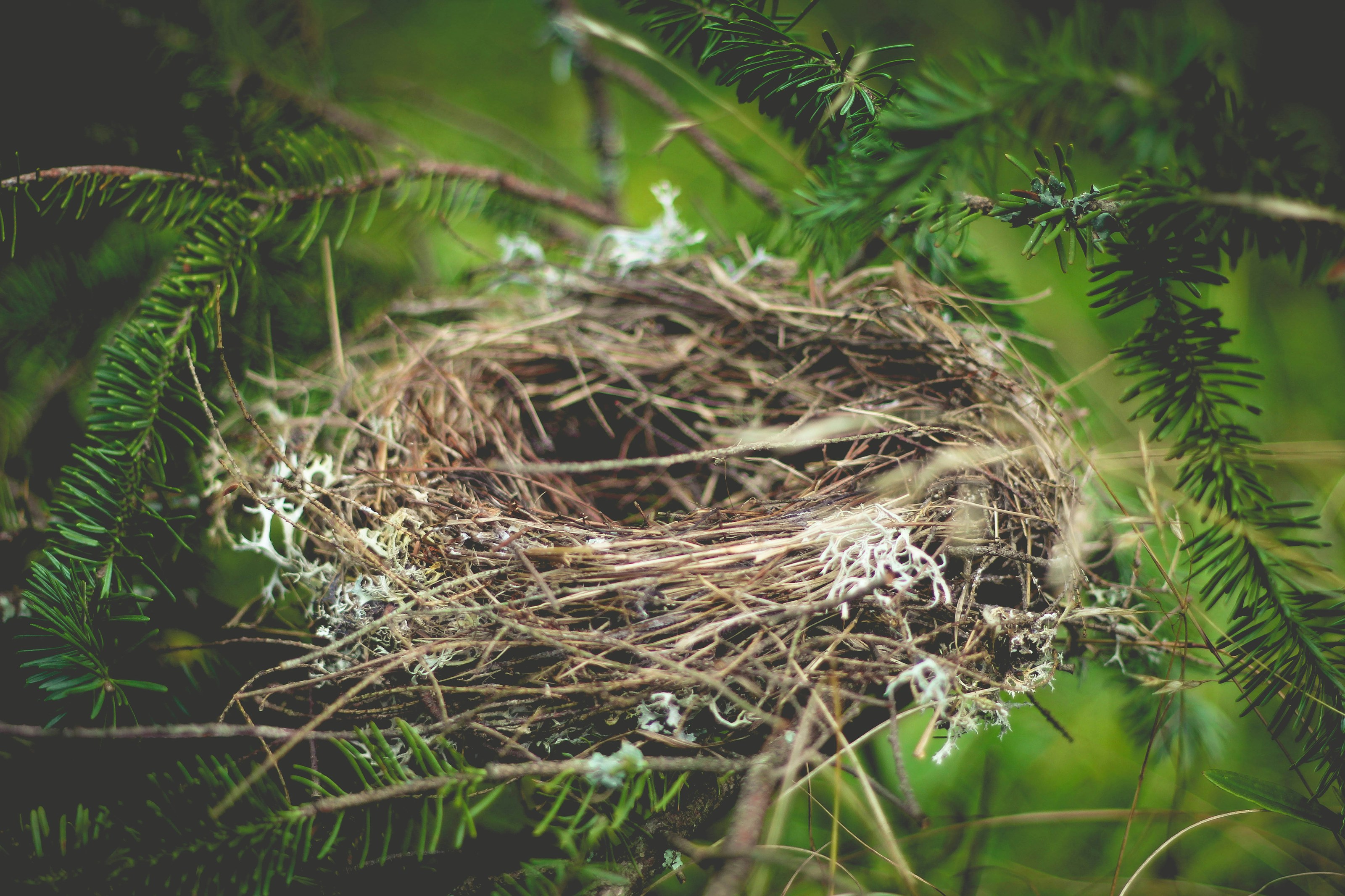 A bird nest among branches
