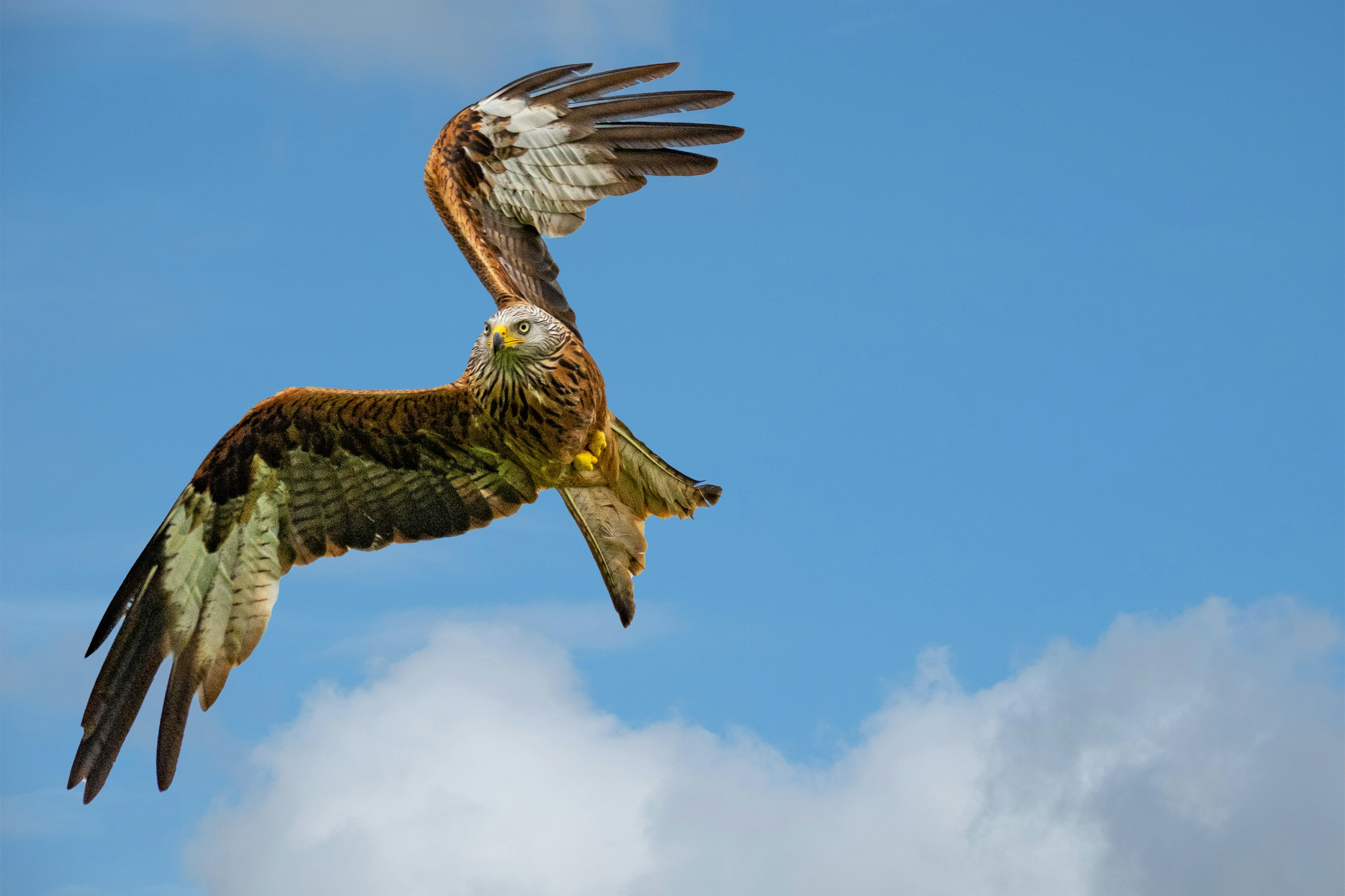 A red kite in flight