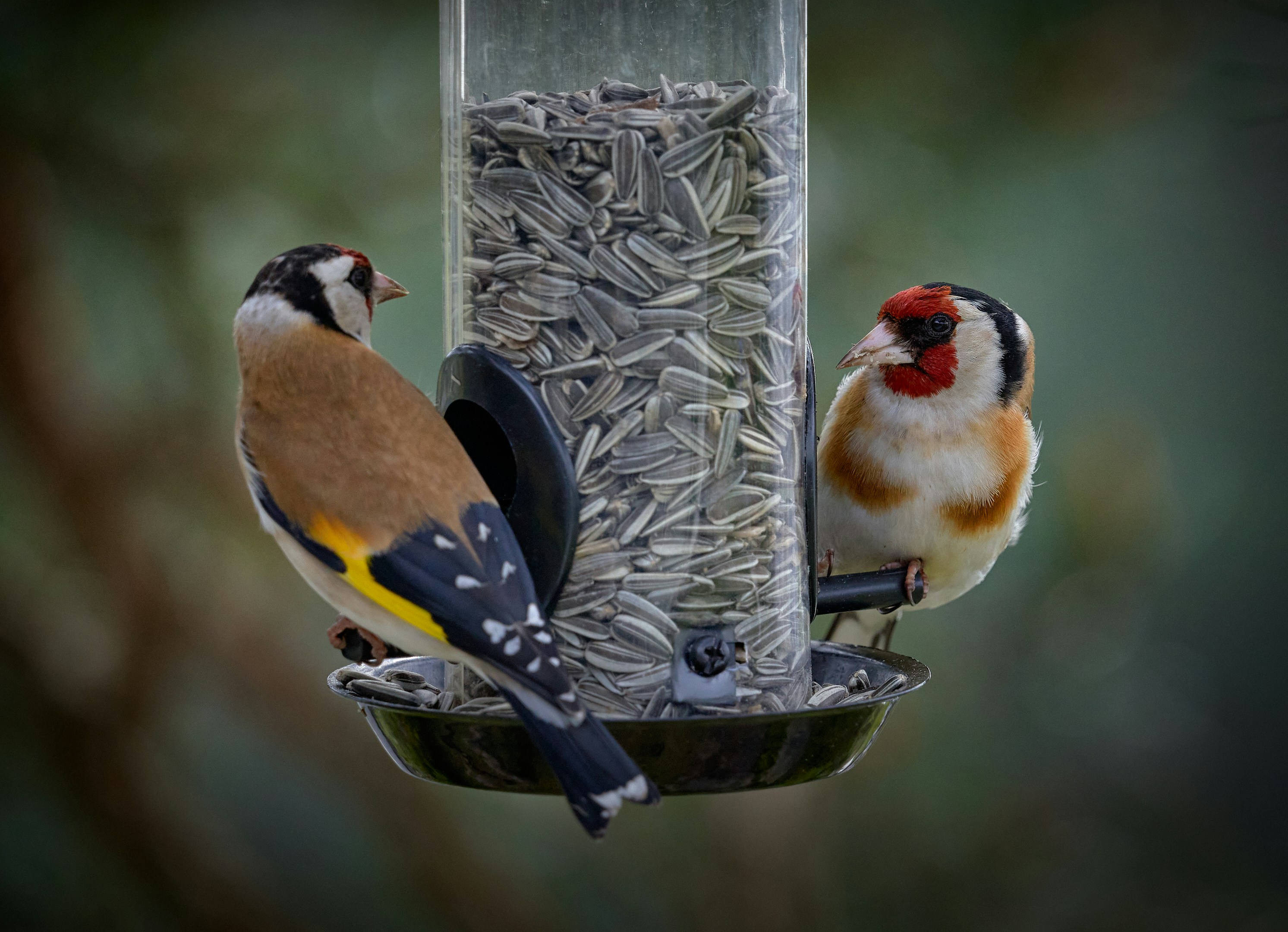 A bird feeding in a garden
