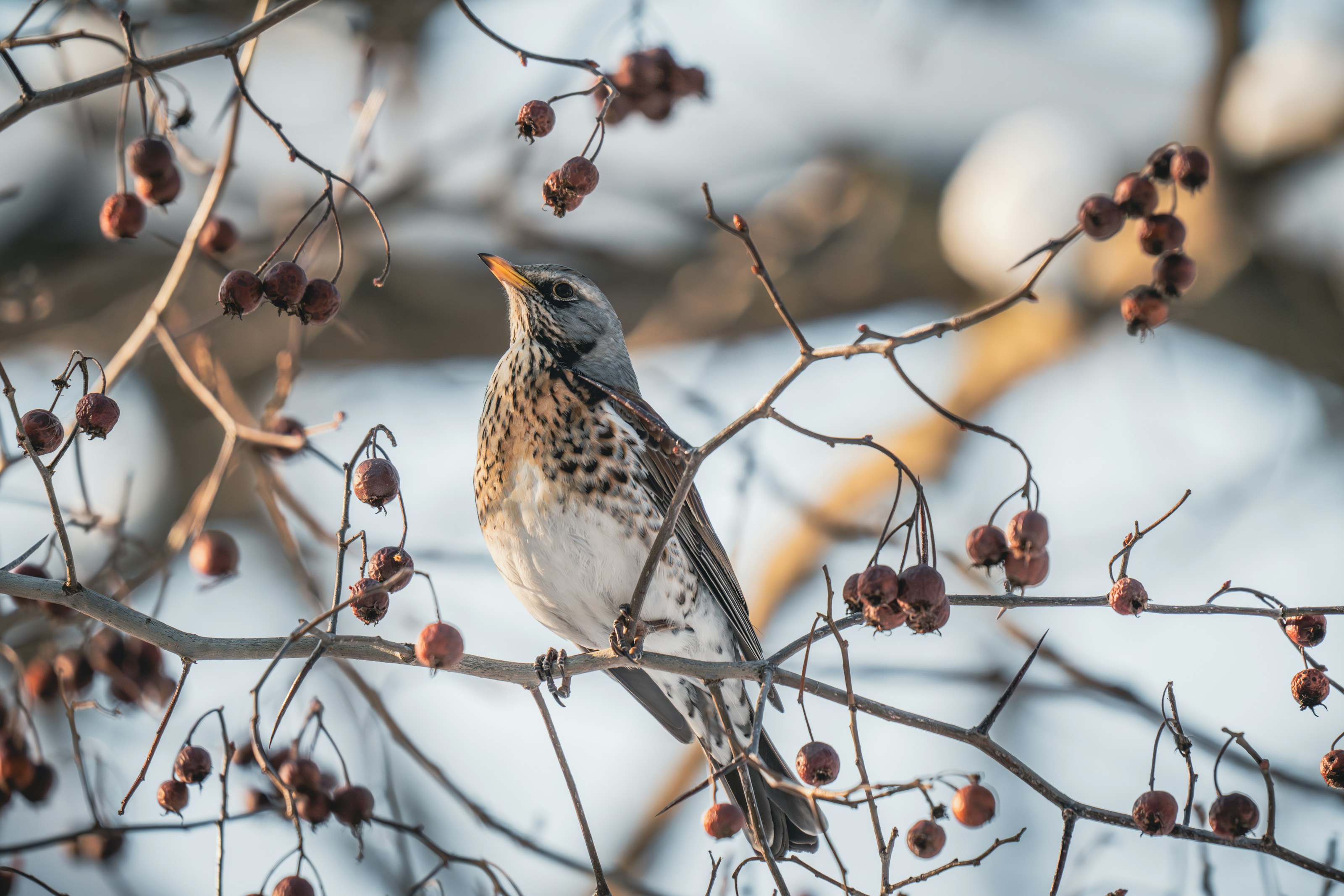 A fieldfare among berry-bearing branches