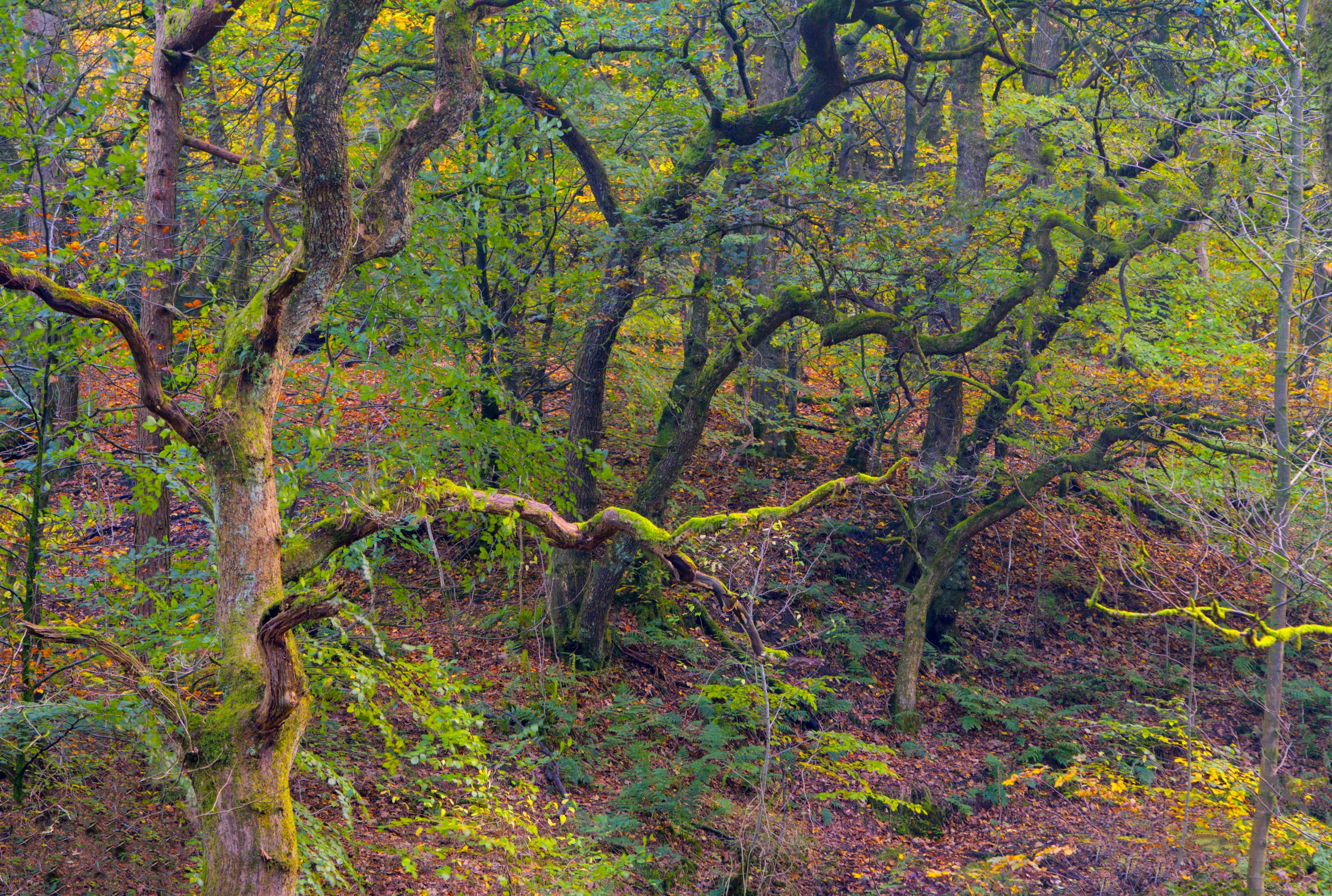 Autumn leaves and trees in woodland