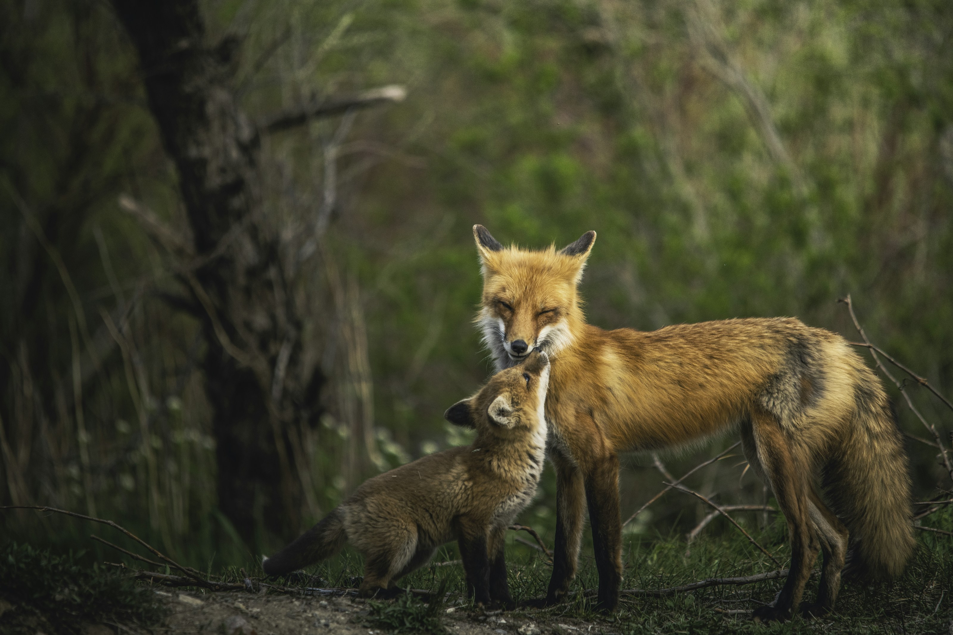 A red fox outdoors