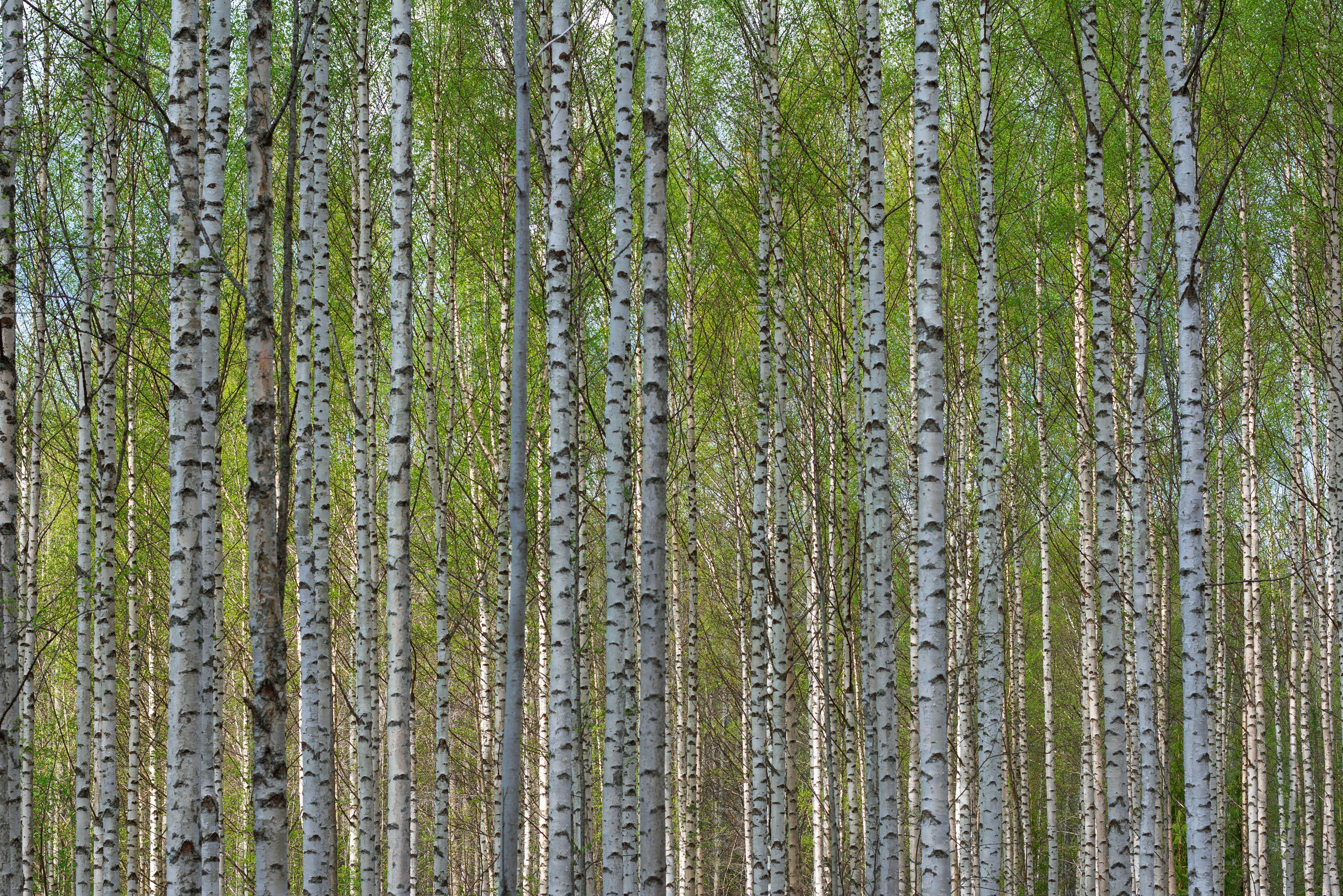 Birch trees in woodland