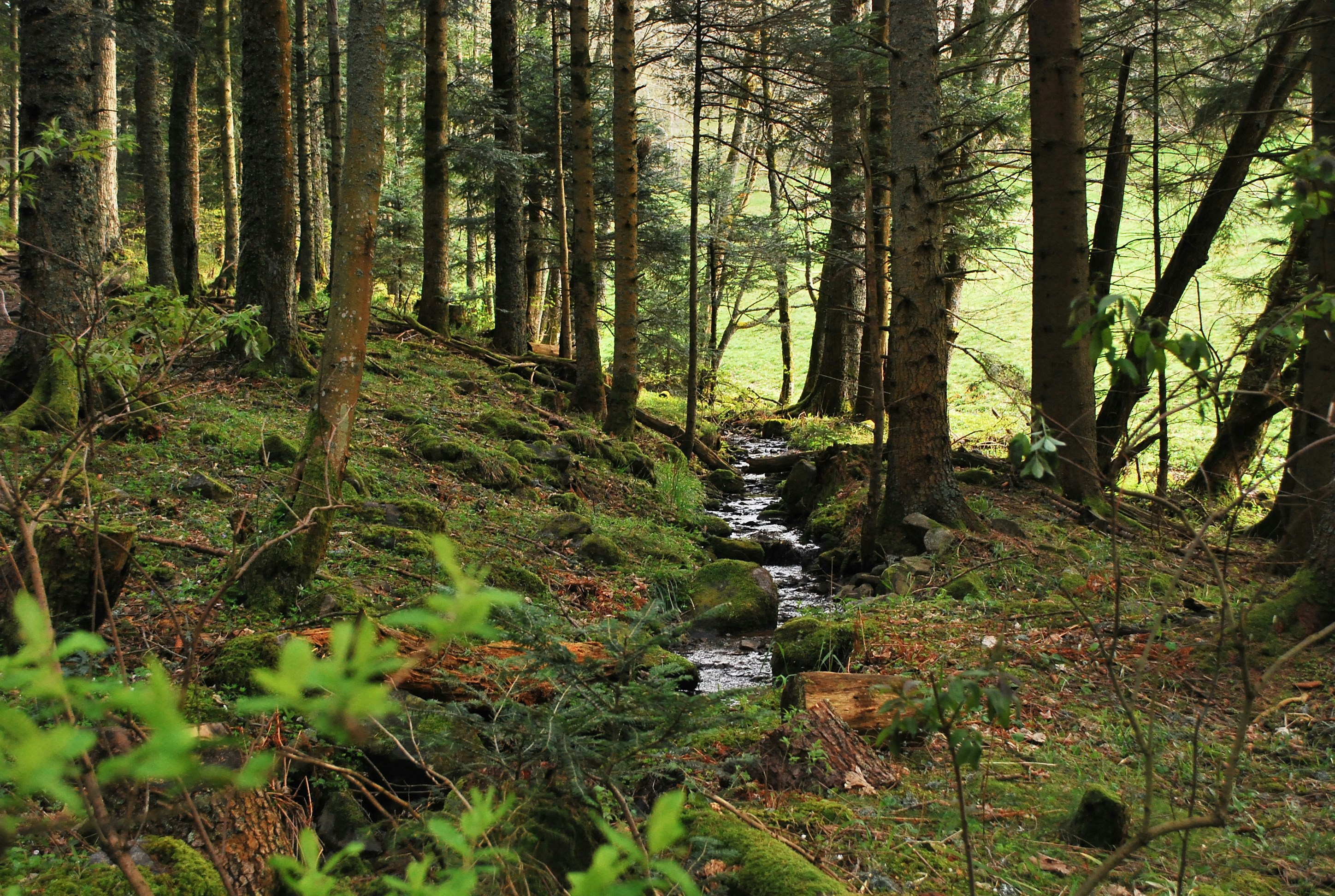 A stream flowing through woodland