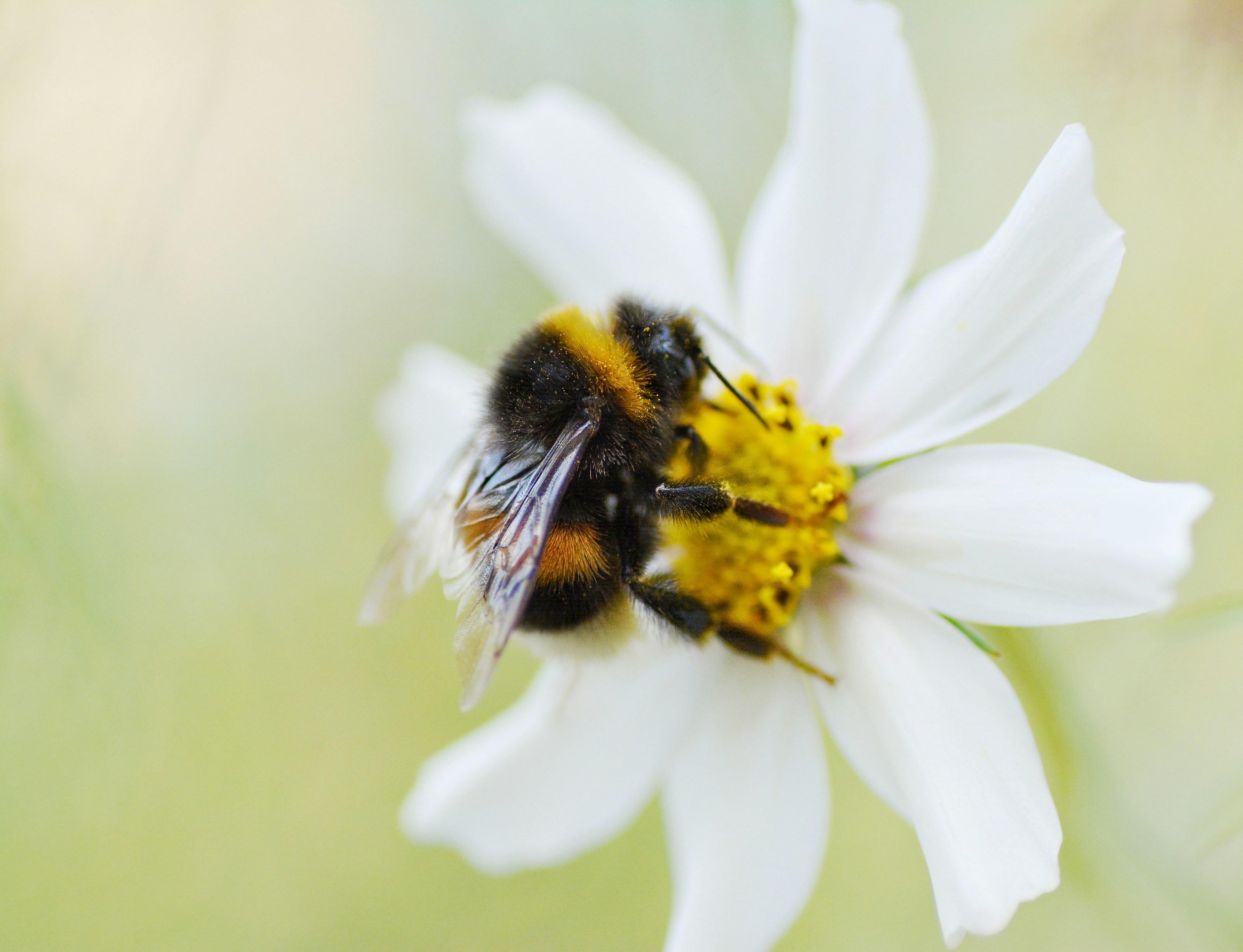 A bee visiting a flower
