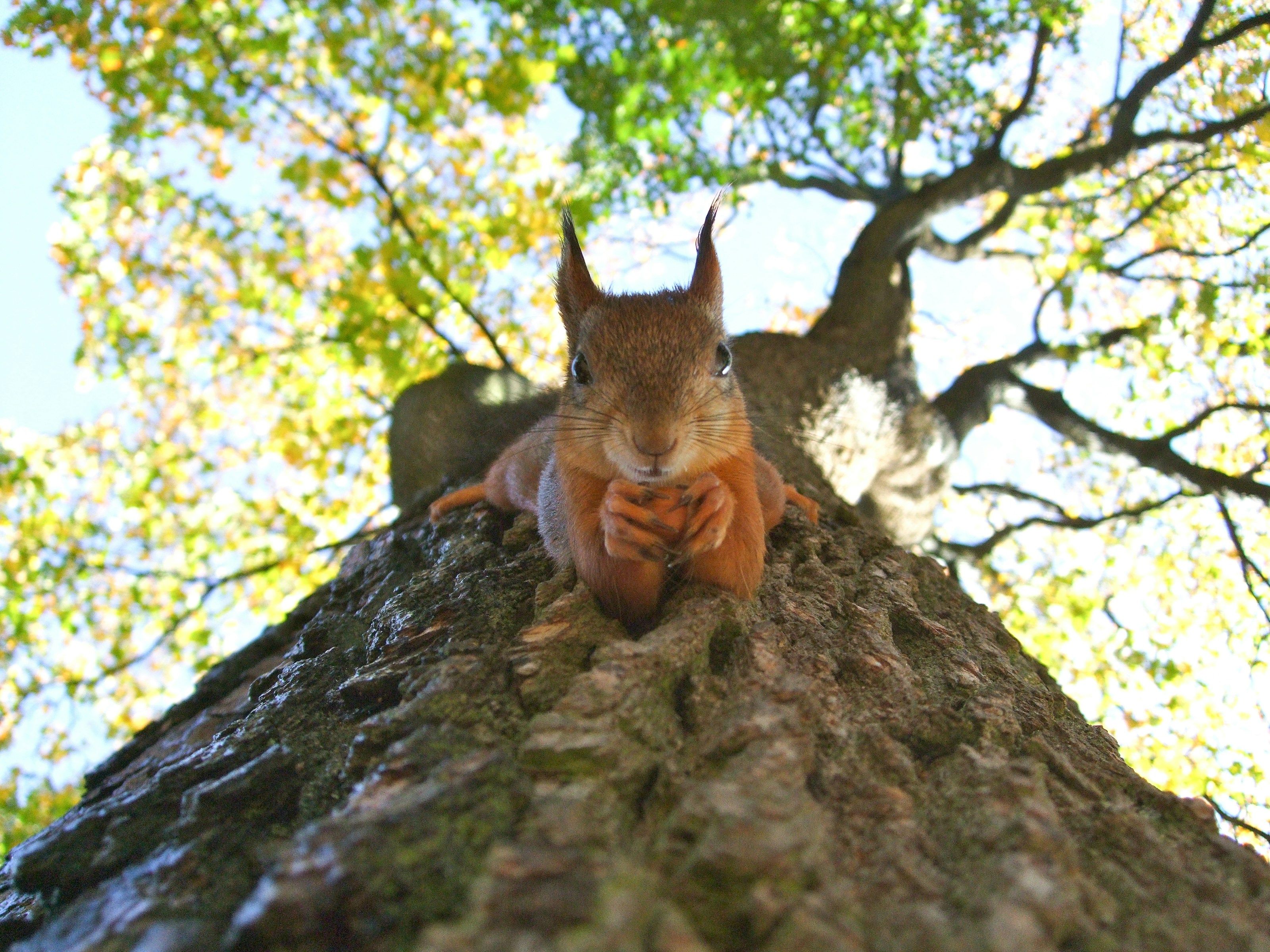 A red squirrel in woodland