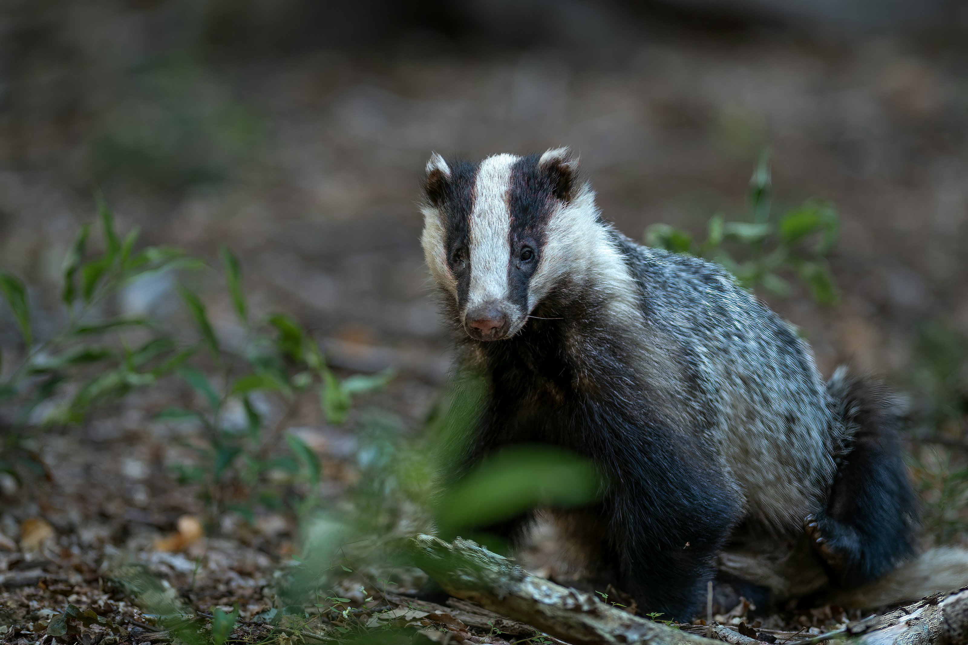 A European badger outdoors