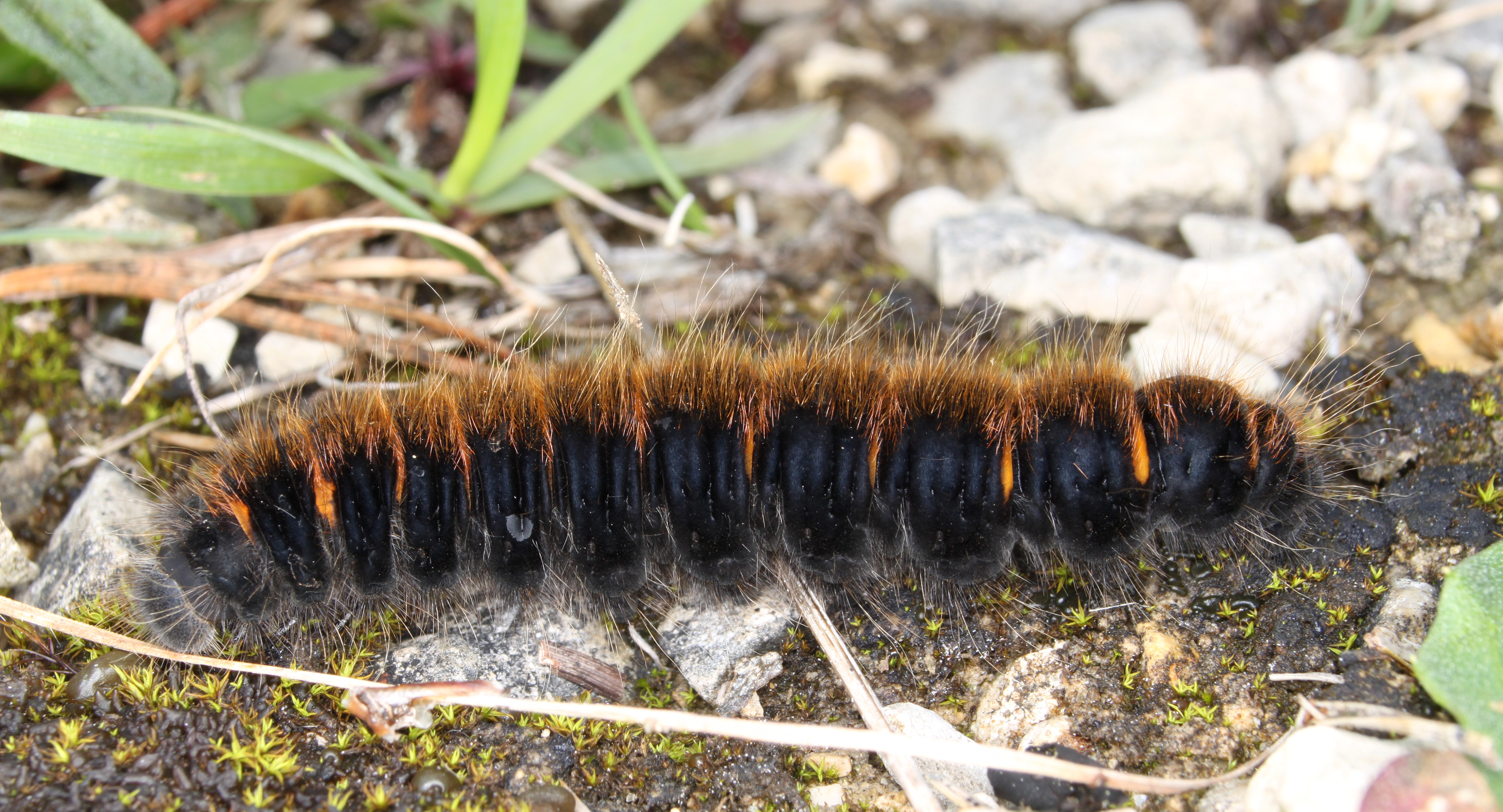 A fox moth caterpillar among vegetation