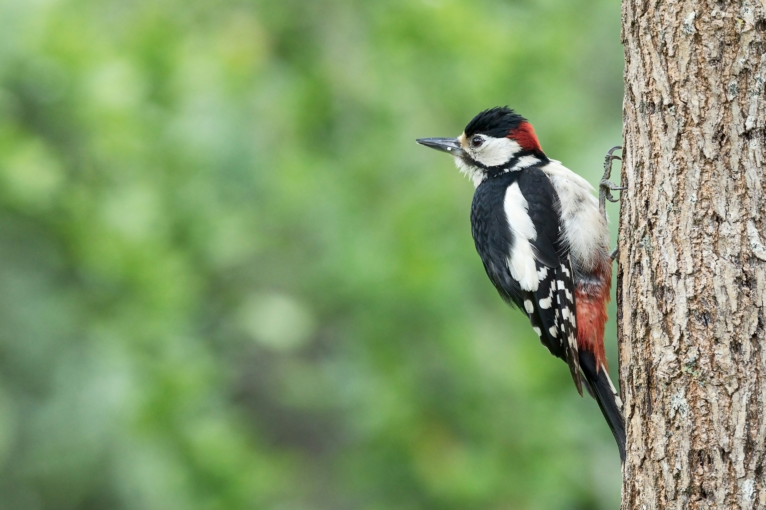 A great spotted woodpecker perched on a tree