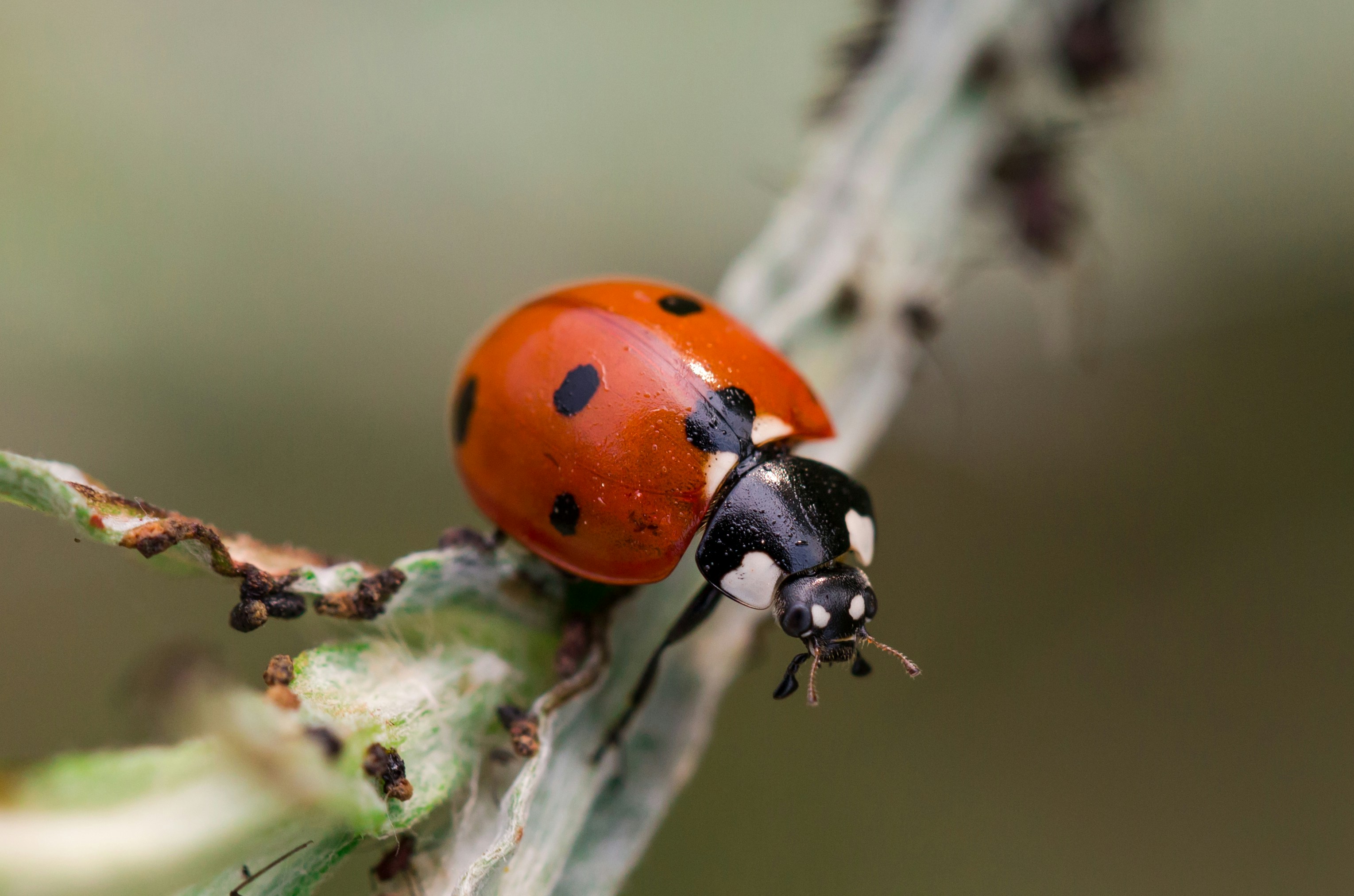 A ladybird on green foliage
