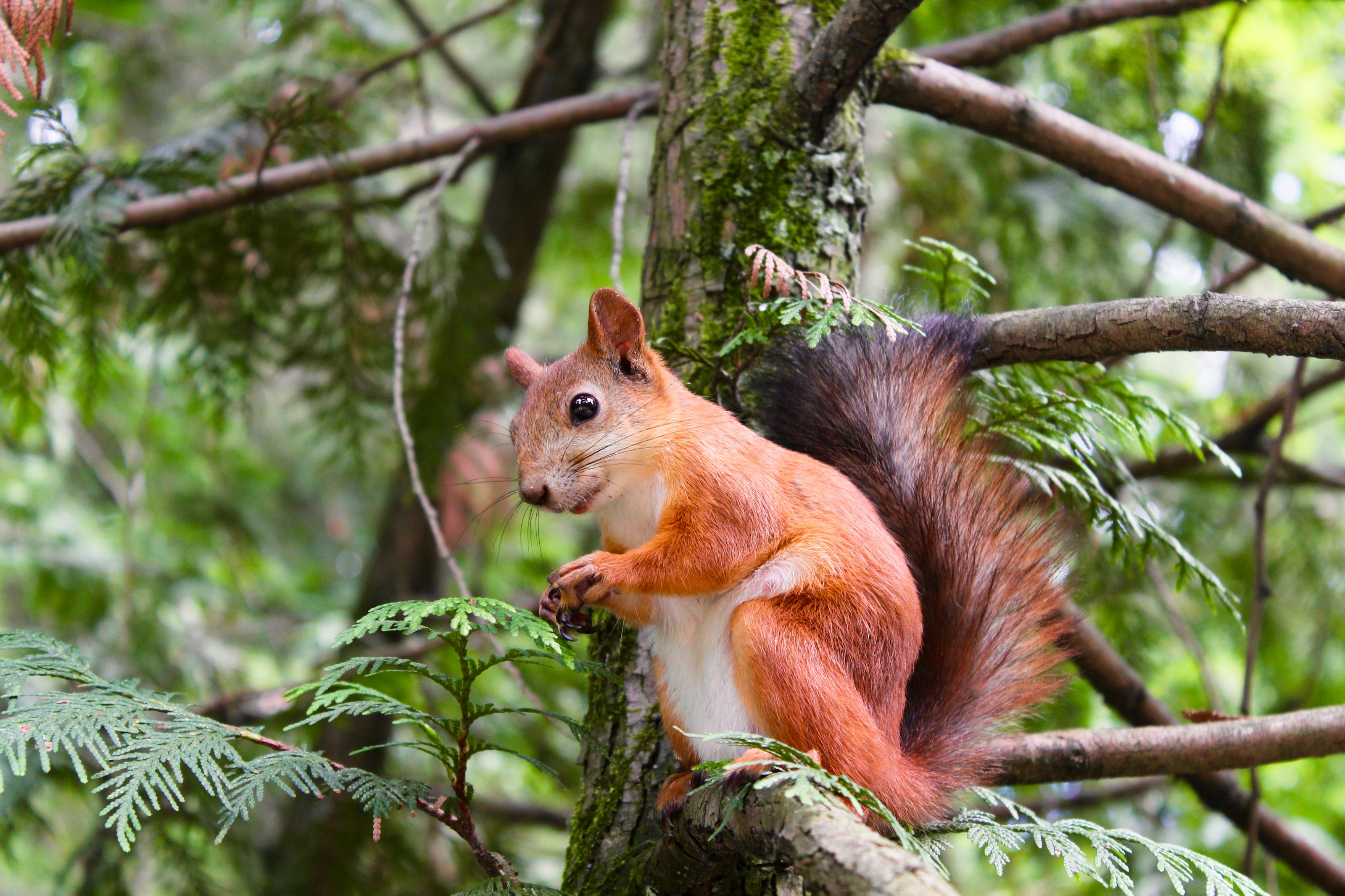 A red squirrel in woodland