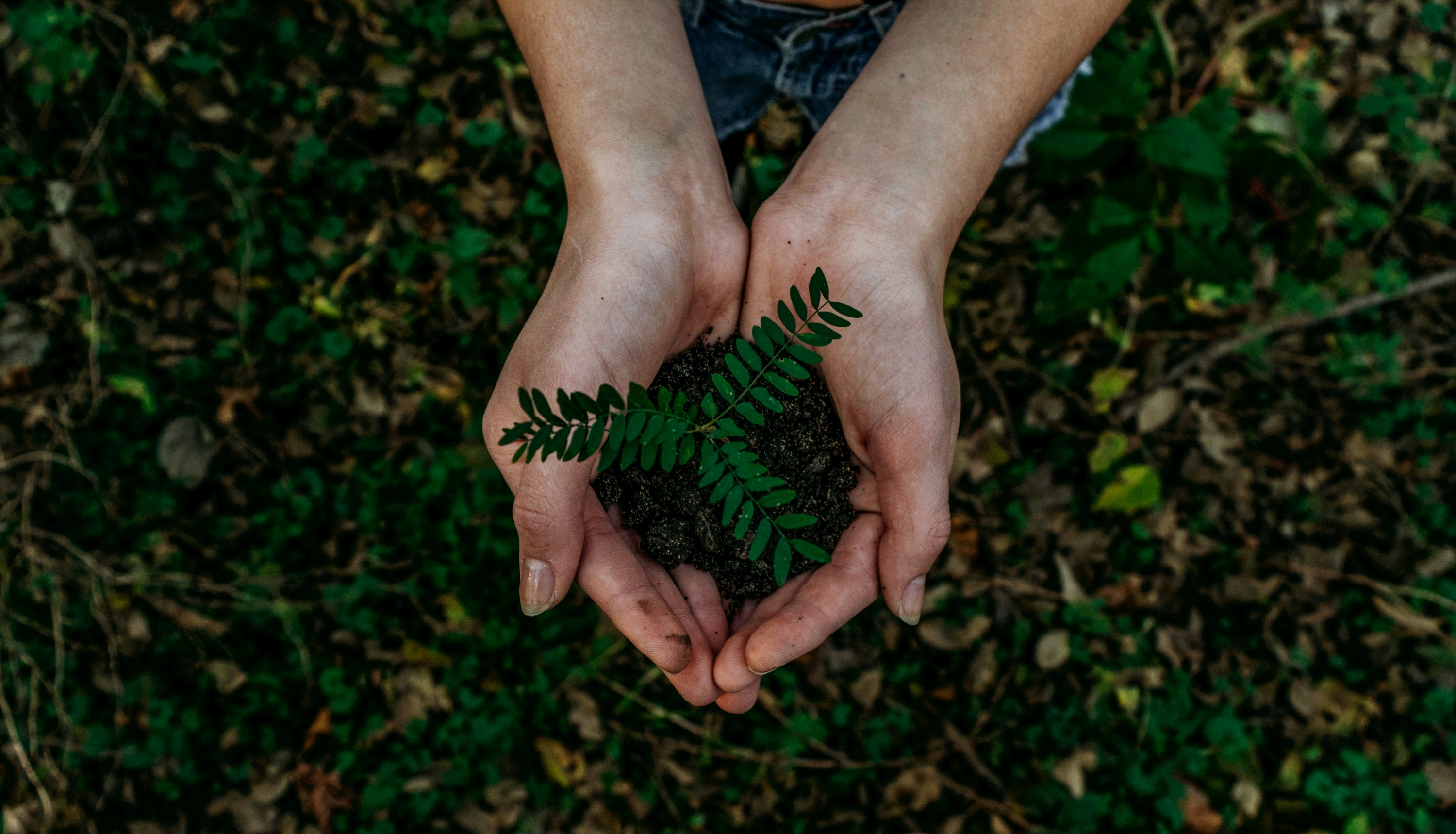 Hands holding a young fern