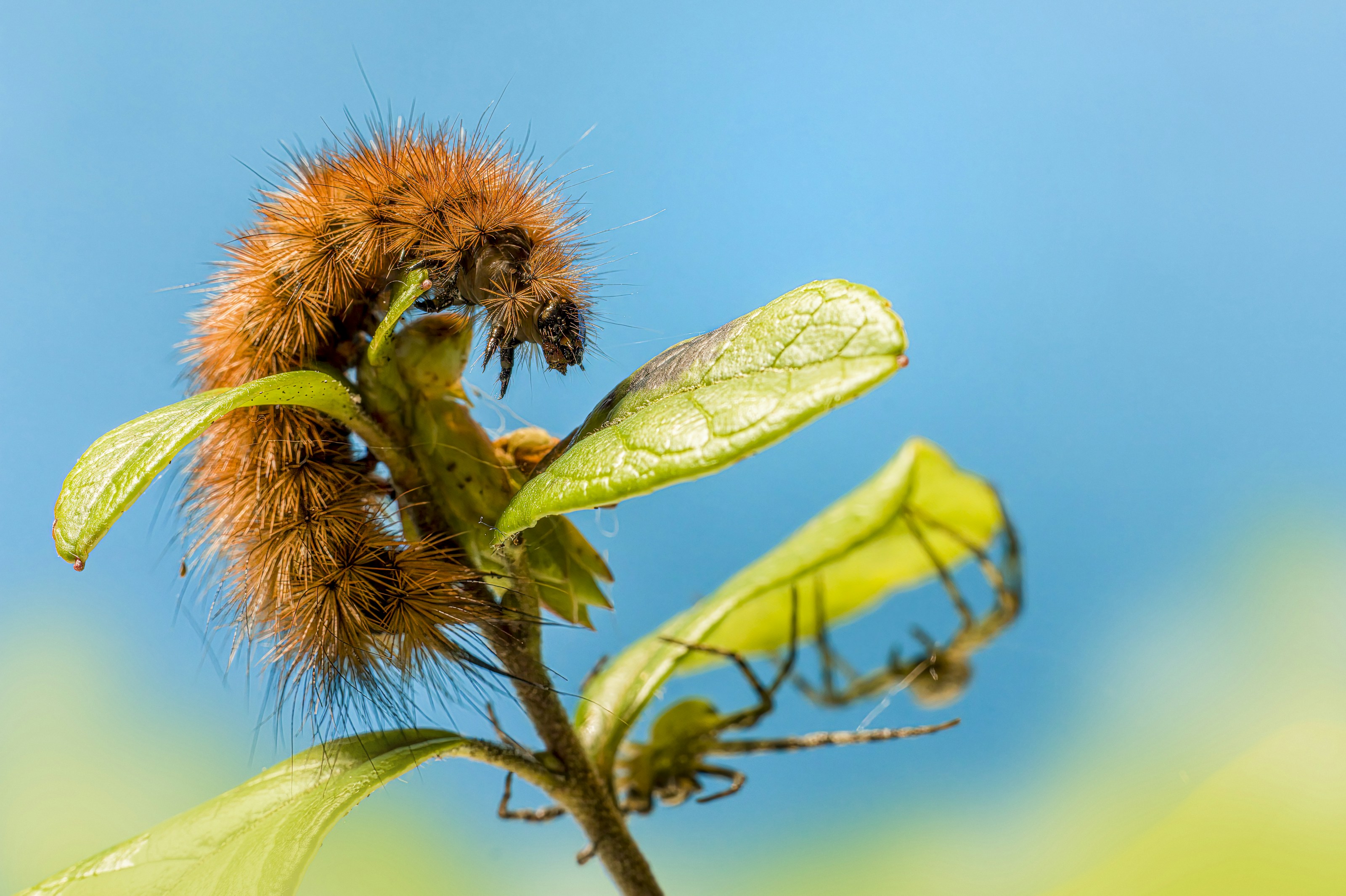A hairy moth caterpillar on vegetation