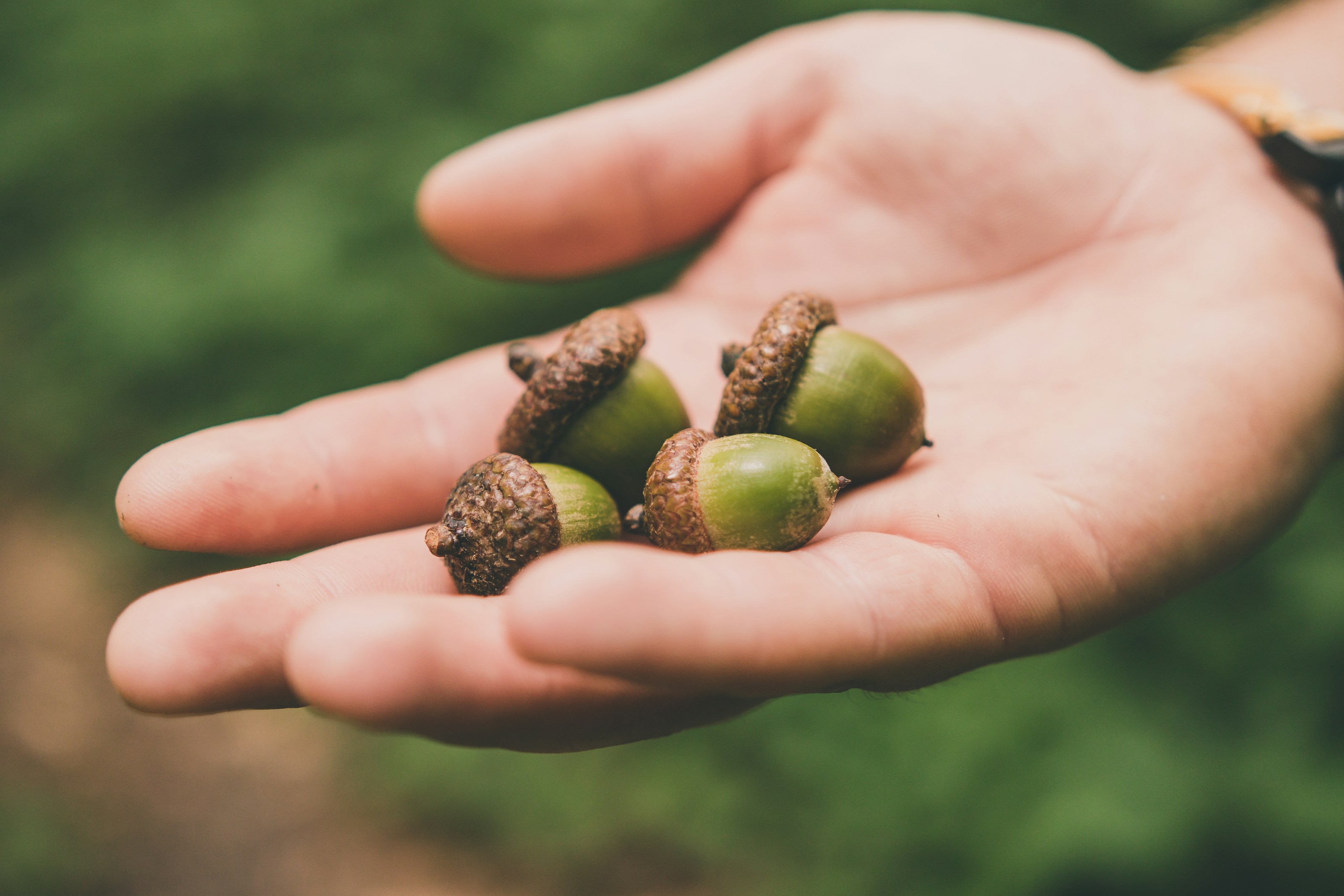 Acorns from an oak tree