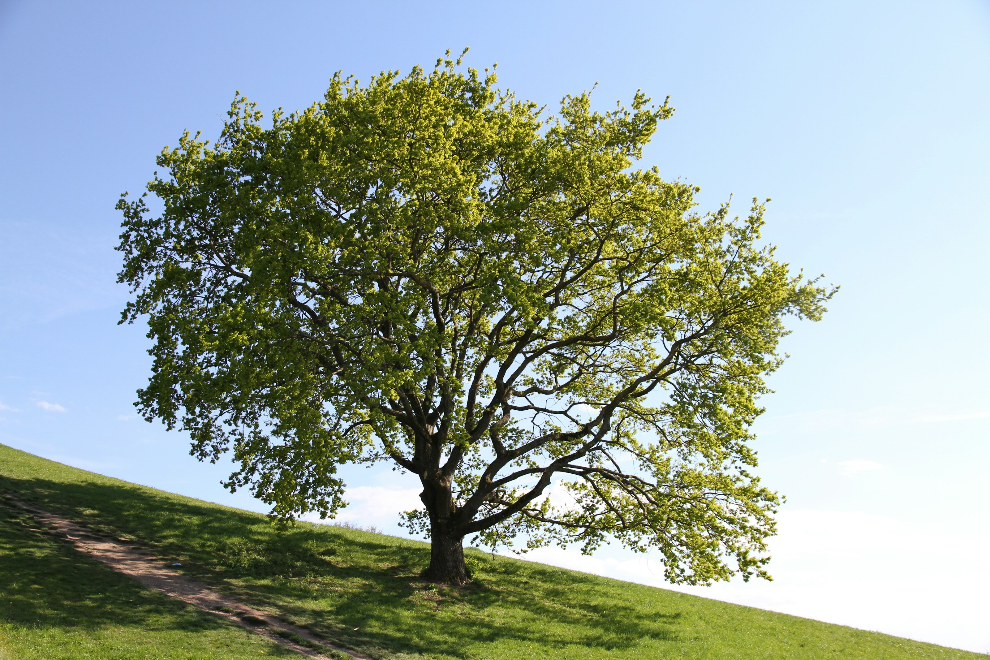 A mature tree in a green landscape