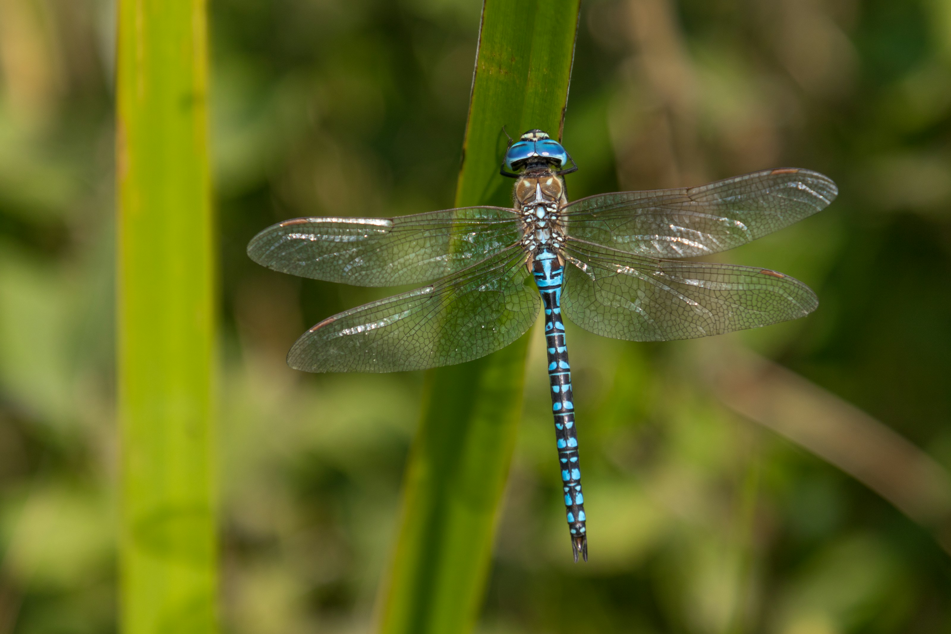 A dragonfly beside water