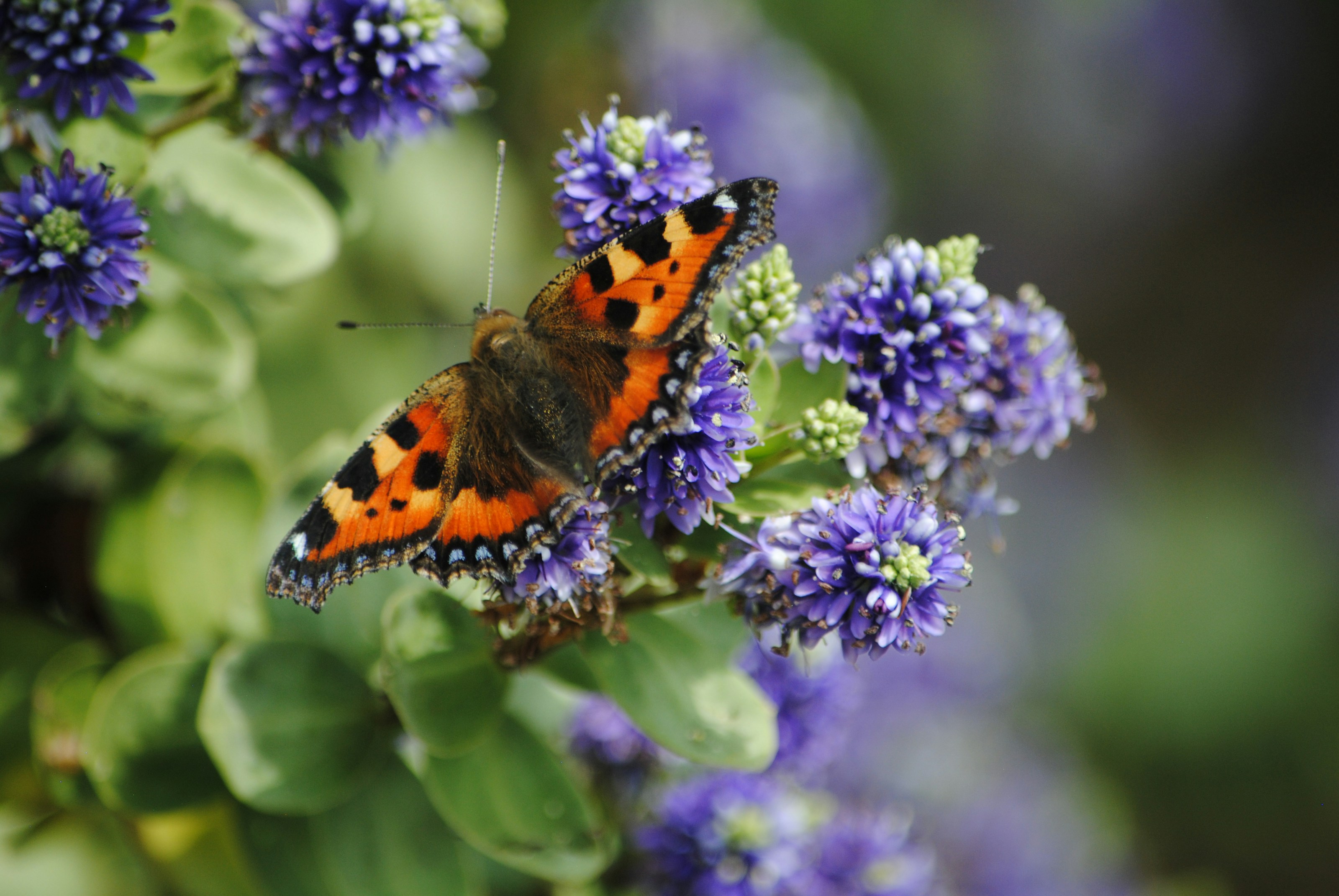 A small tortoiseshell butterfly