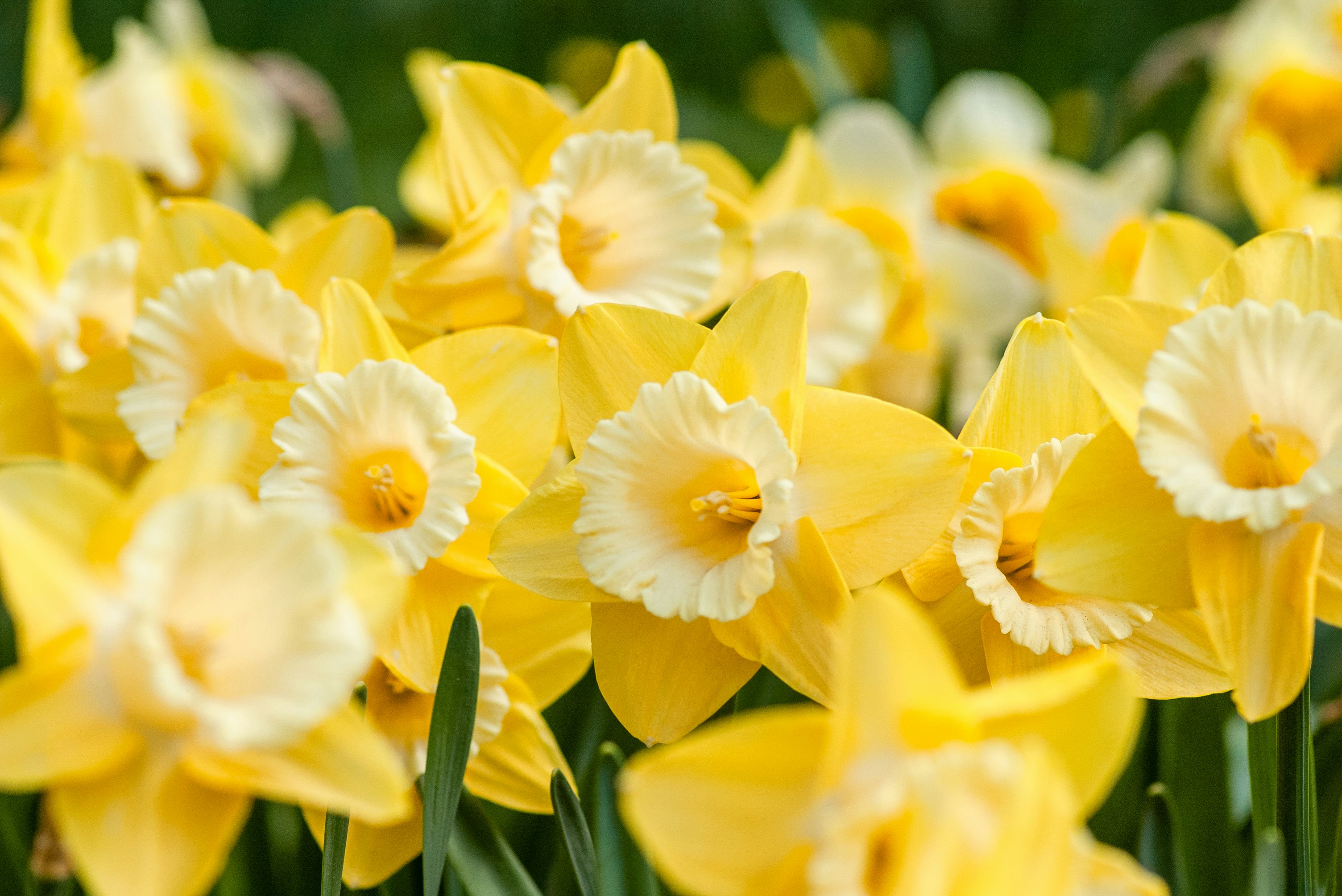 Yellow daffodils in flower