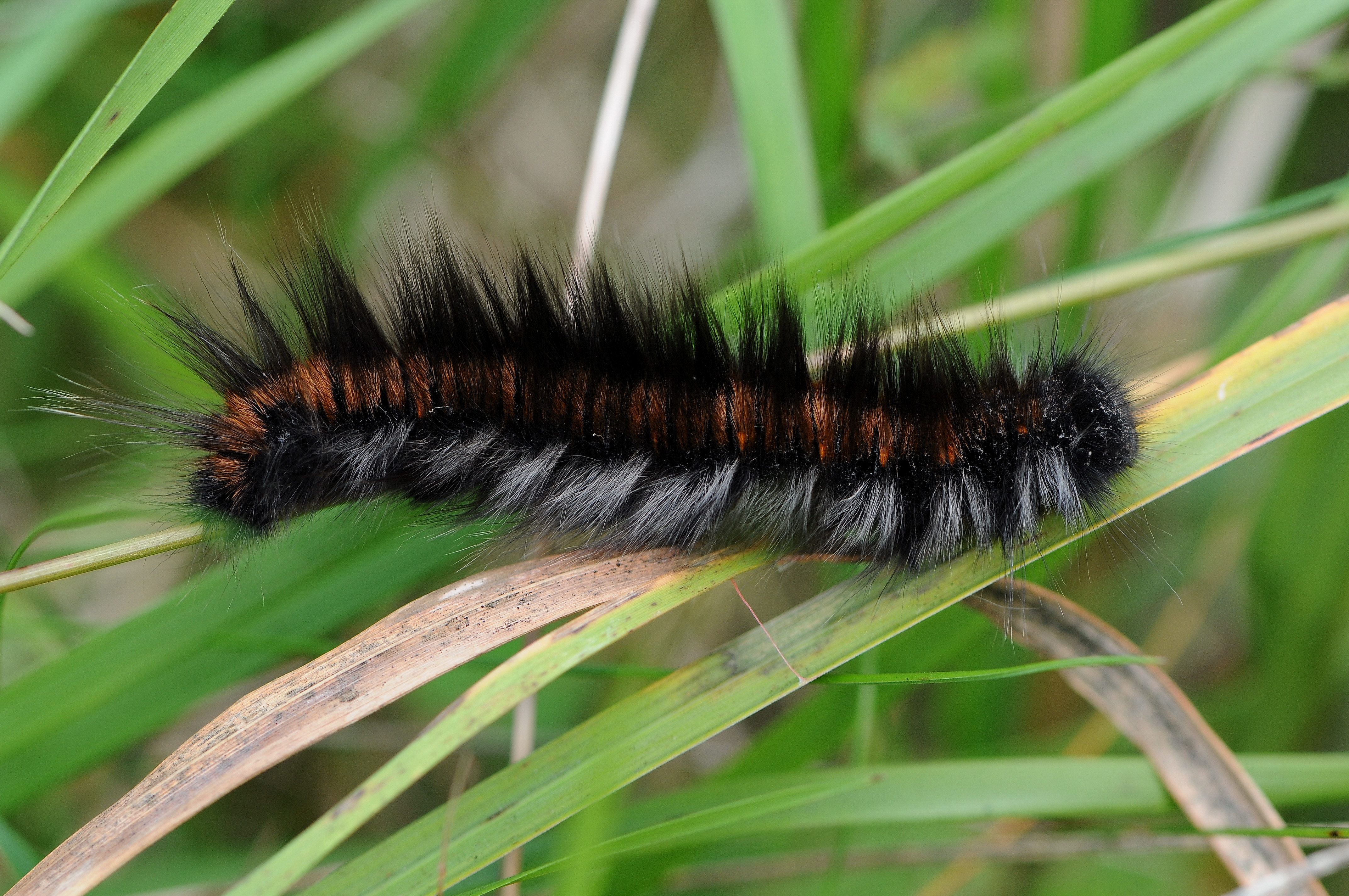 A fox moth caterpillar among vegetation