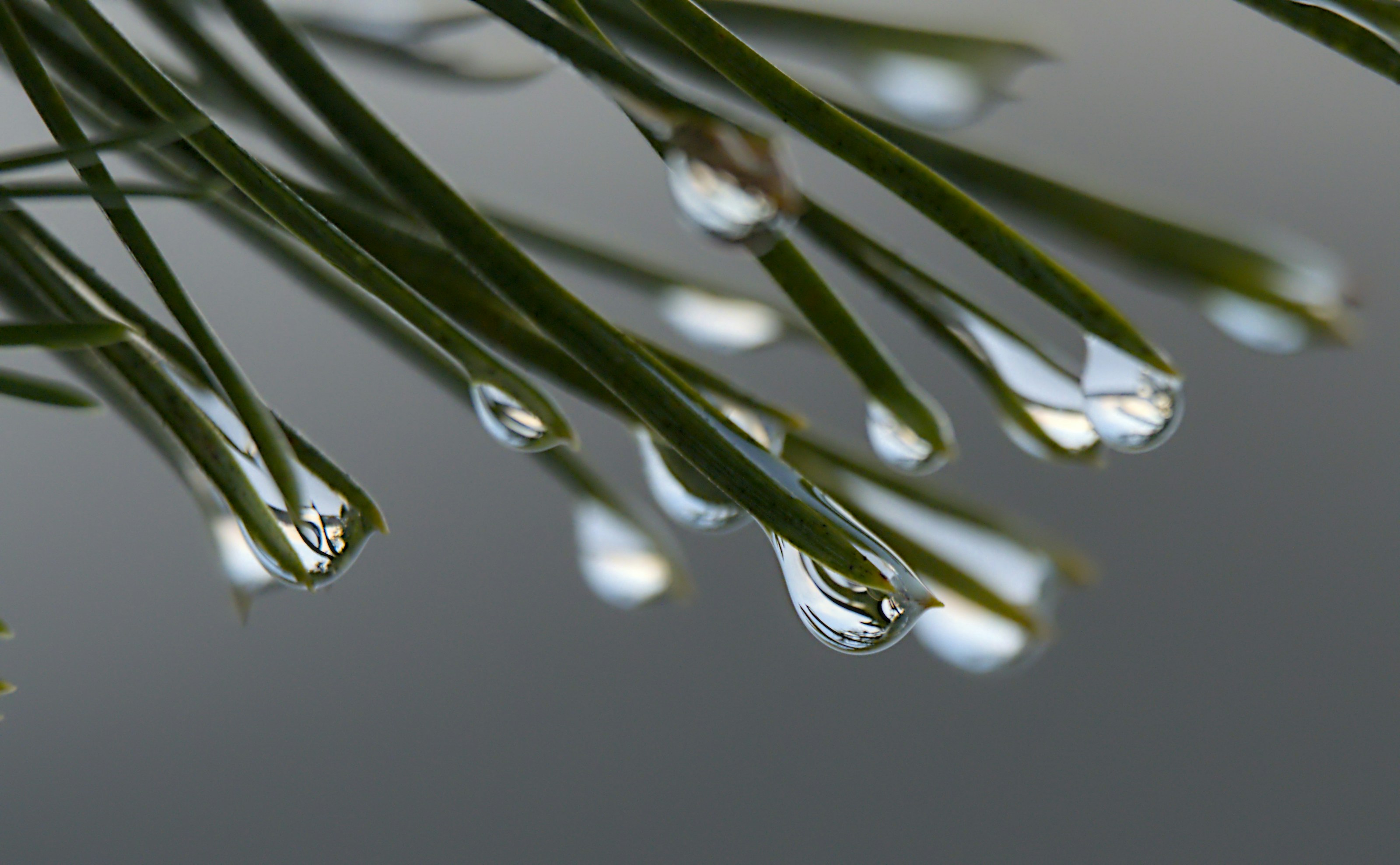 Pine trees and branches
