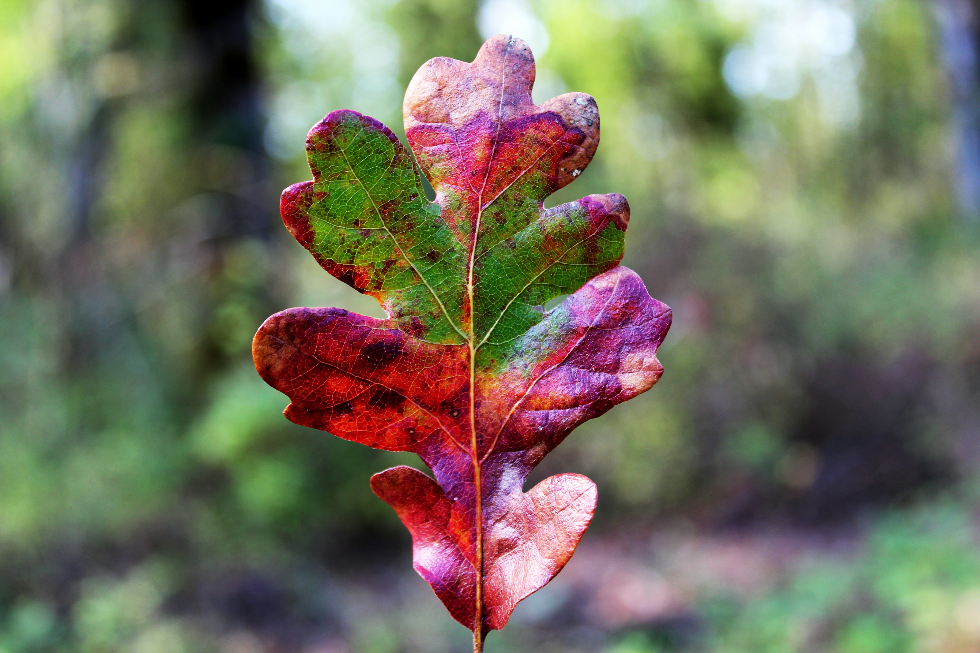 Oak leaves in woodland