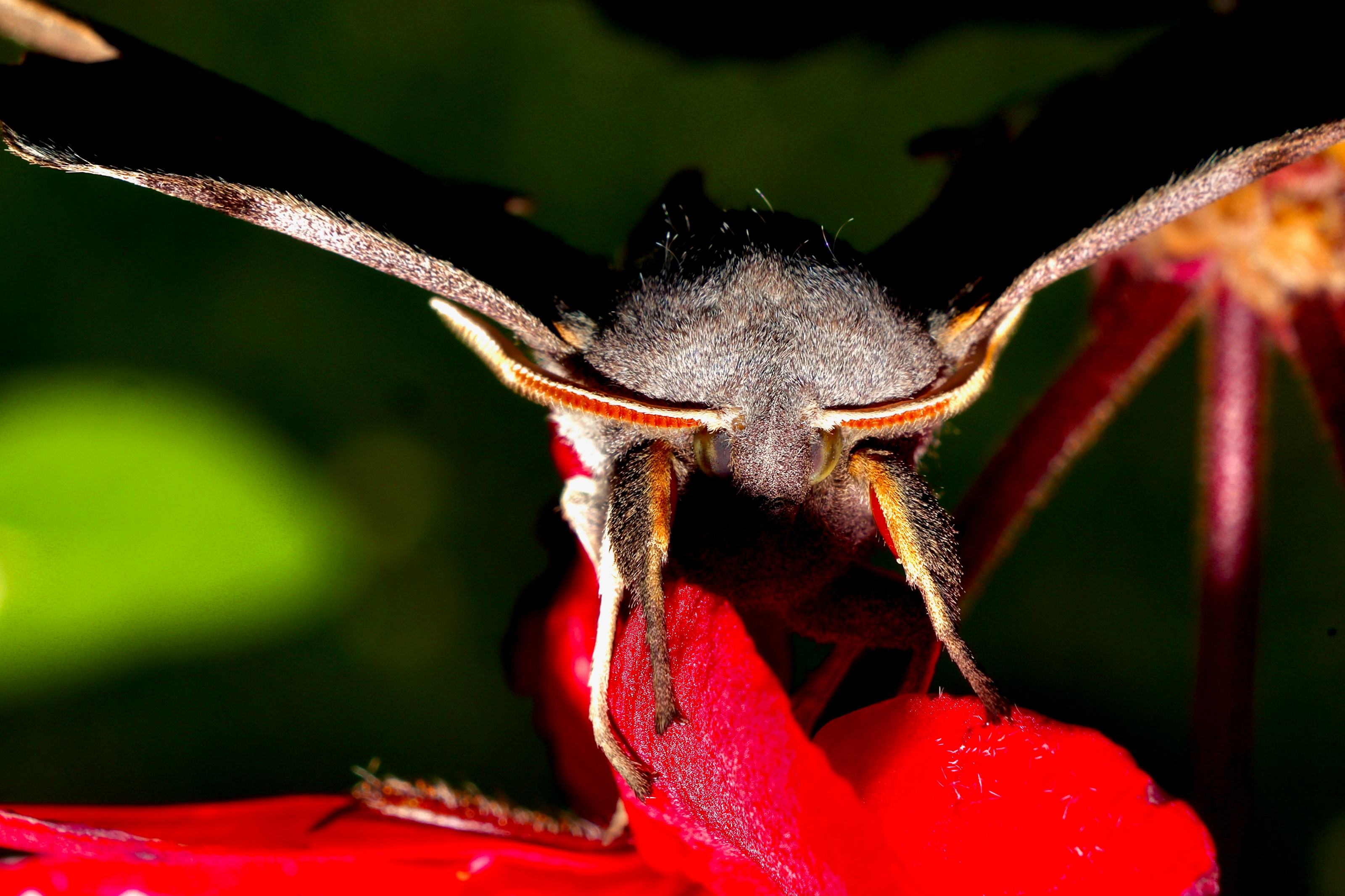 An eyed hawk moth at rest