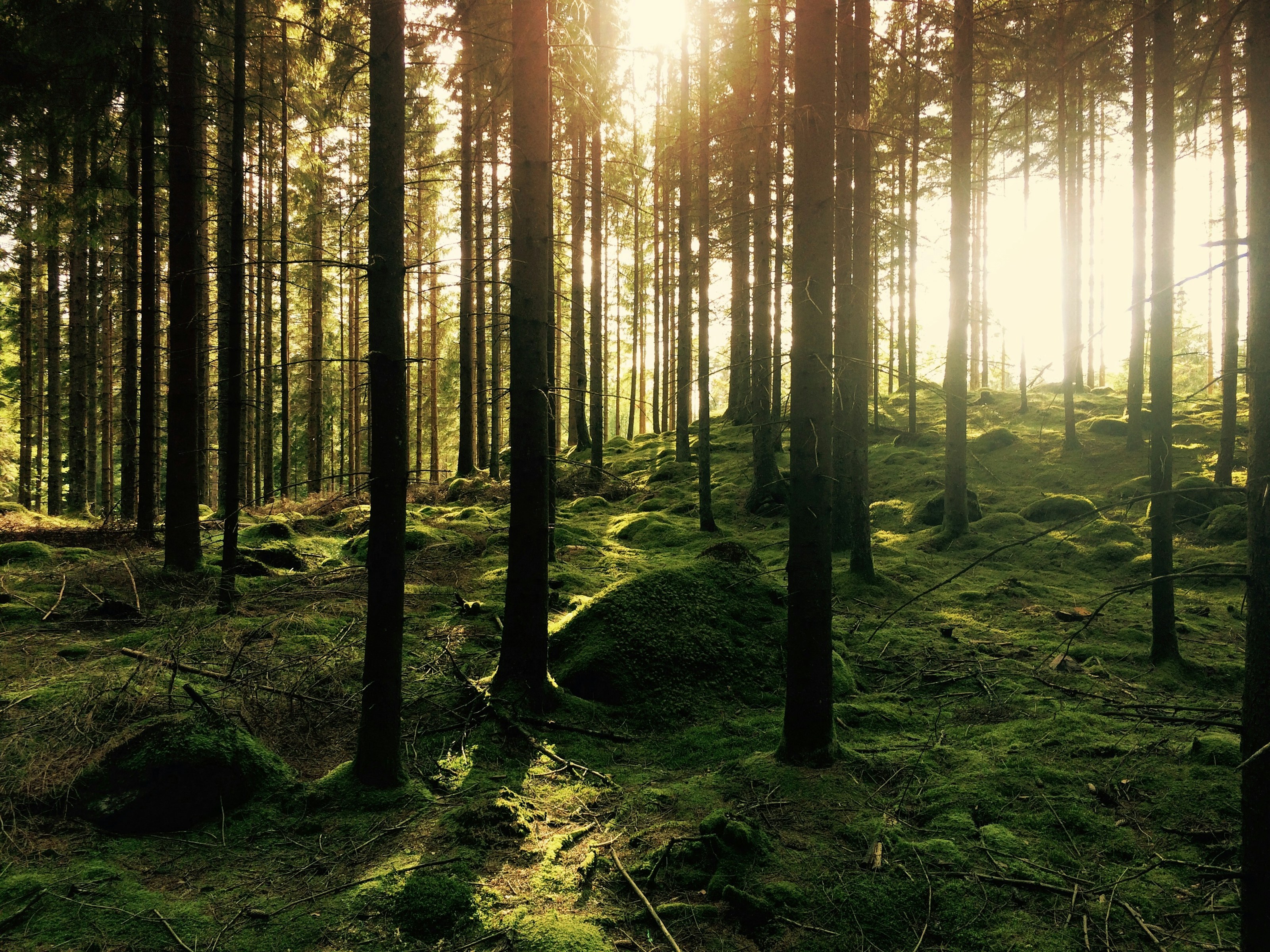 Tall conifer trees in woodland