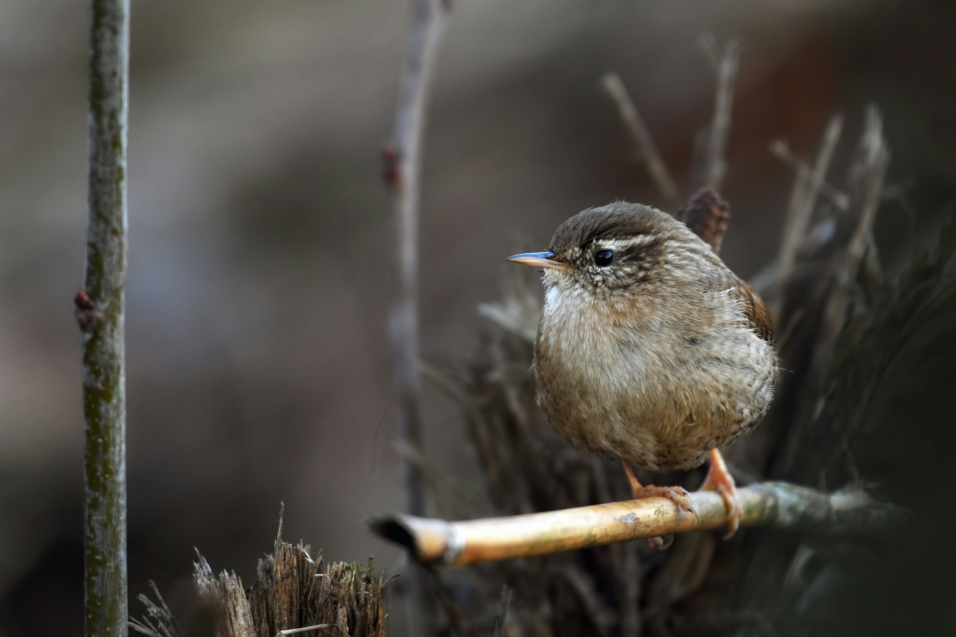 A Eurasian wren perched on a branch